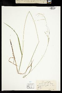 Carex gracillima image