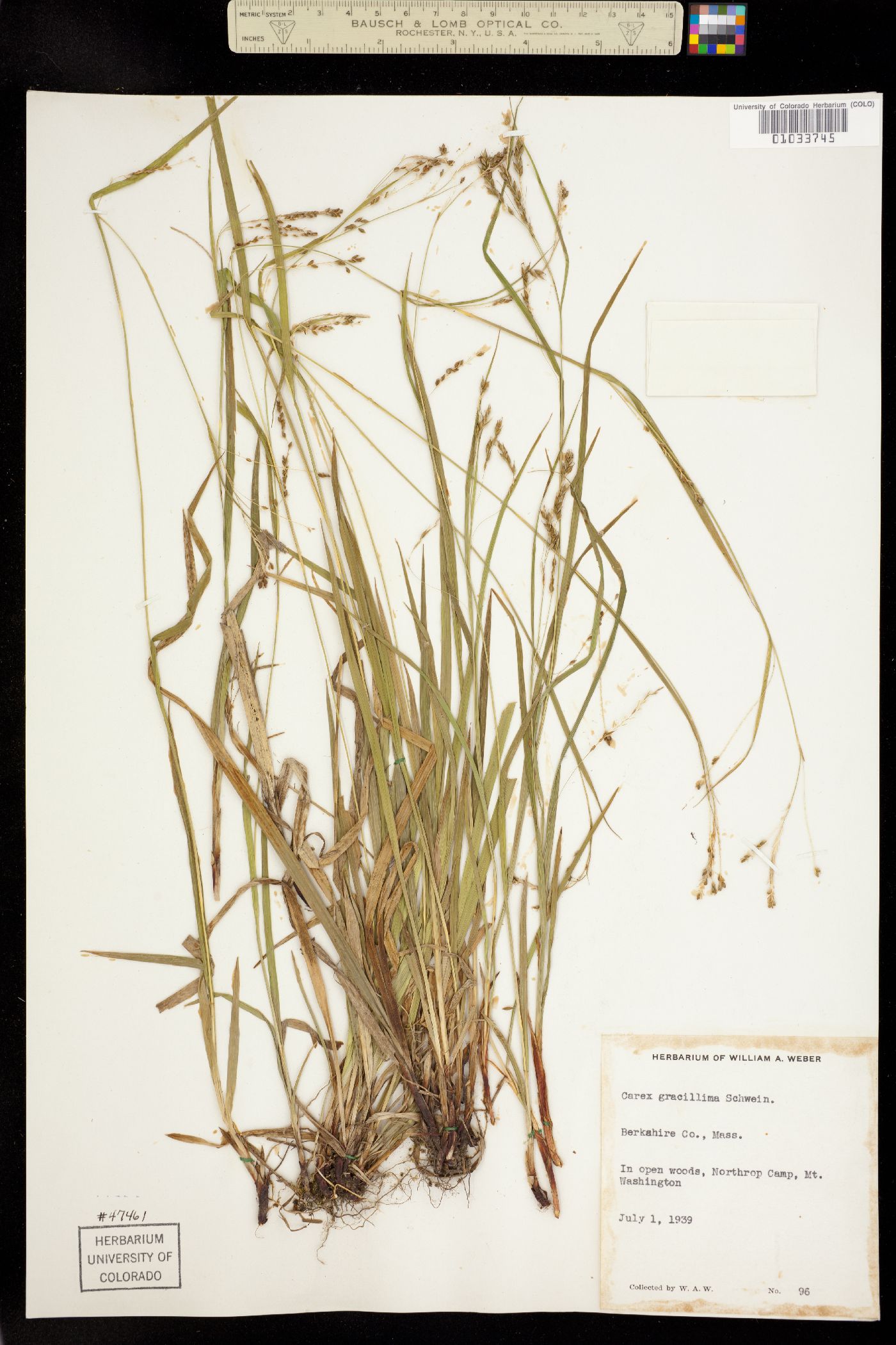 Carex gracillima image