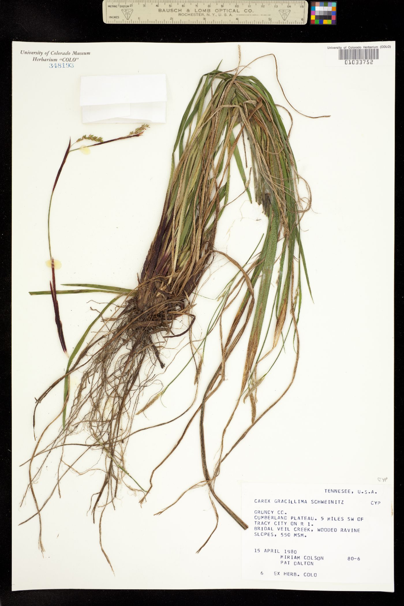 Carex gracillima image