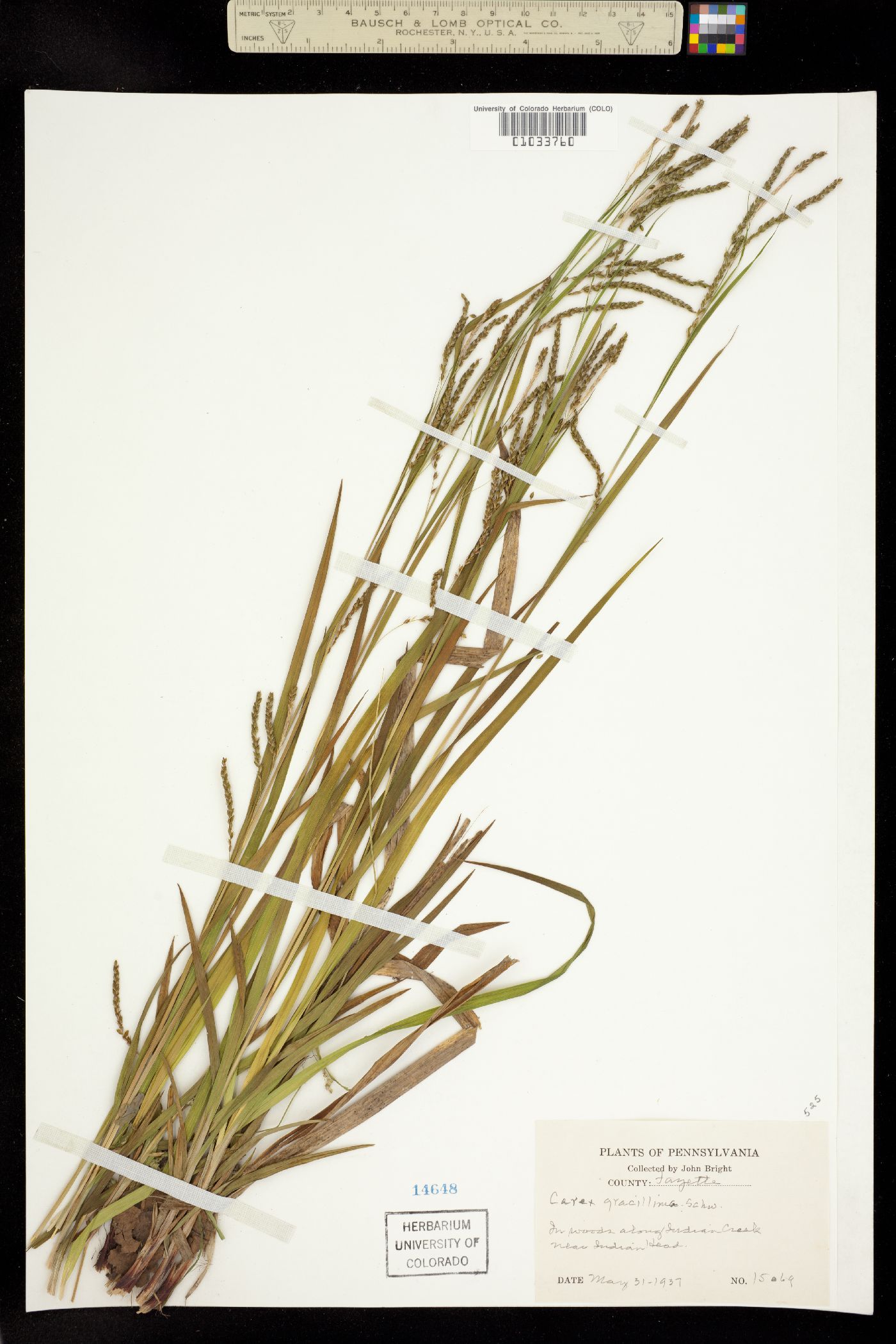 Carex gracillima image