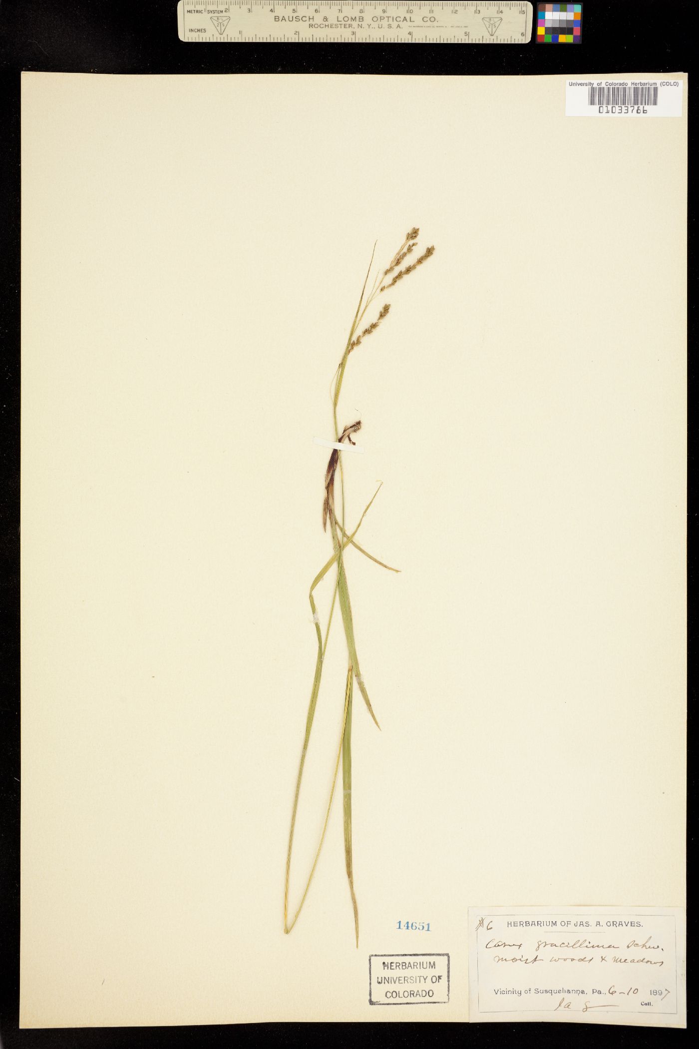 Carex gracillima image