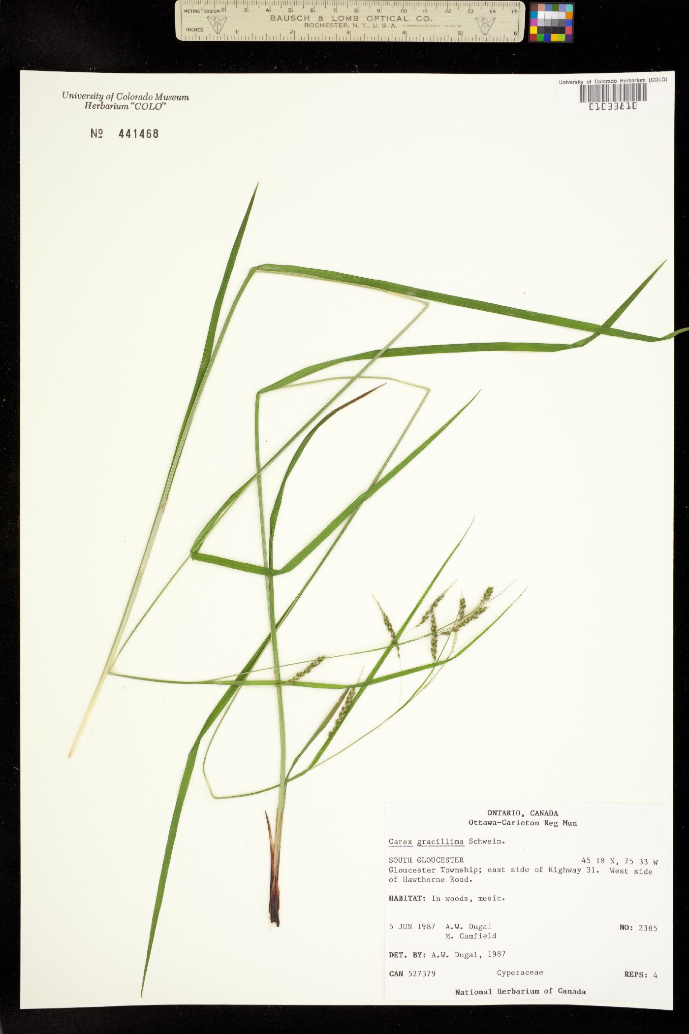 Carex gracillima image
