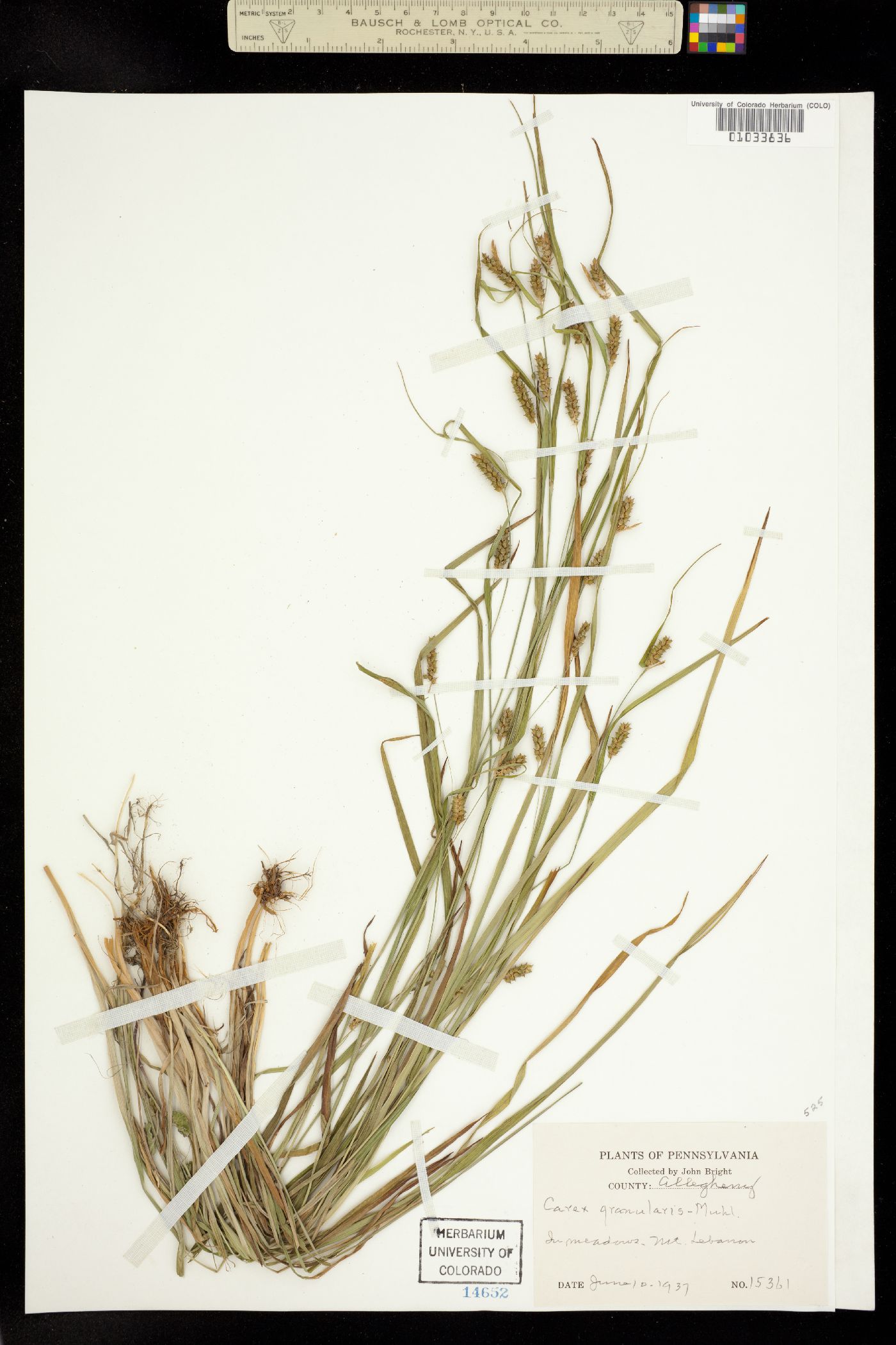 Carex granularis image