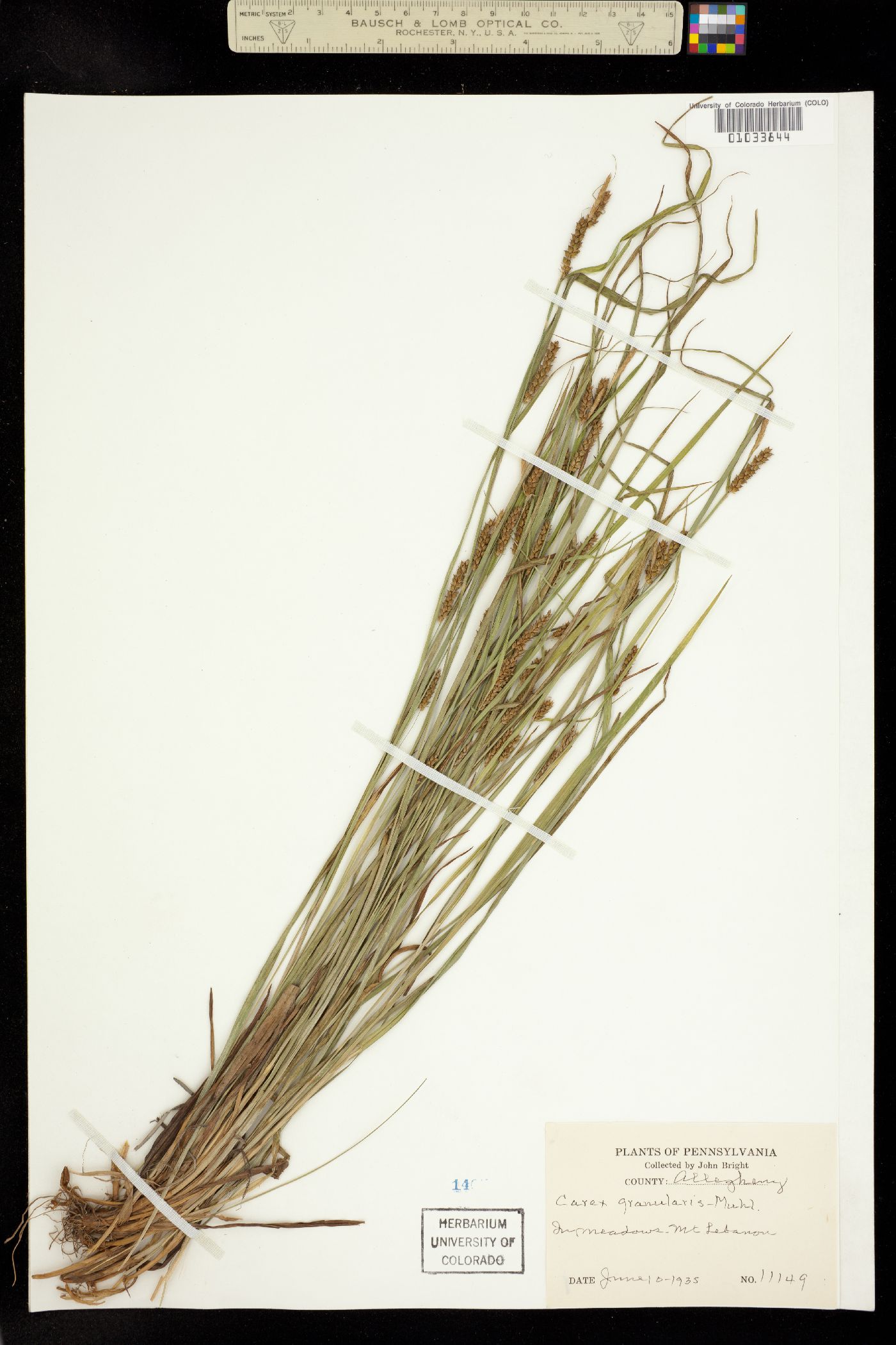 Carex granularis image