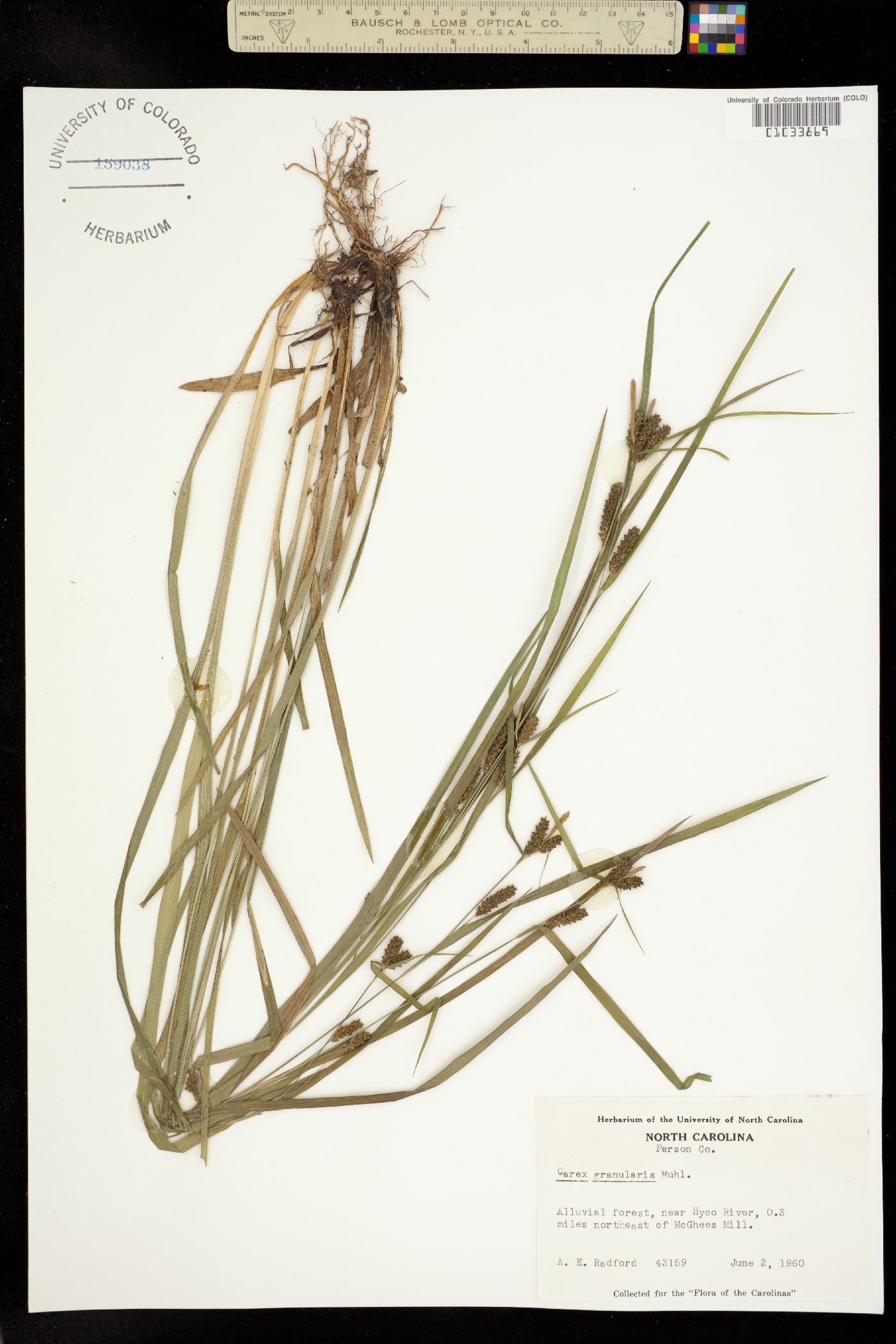 Carex granularis image