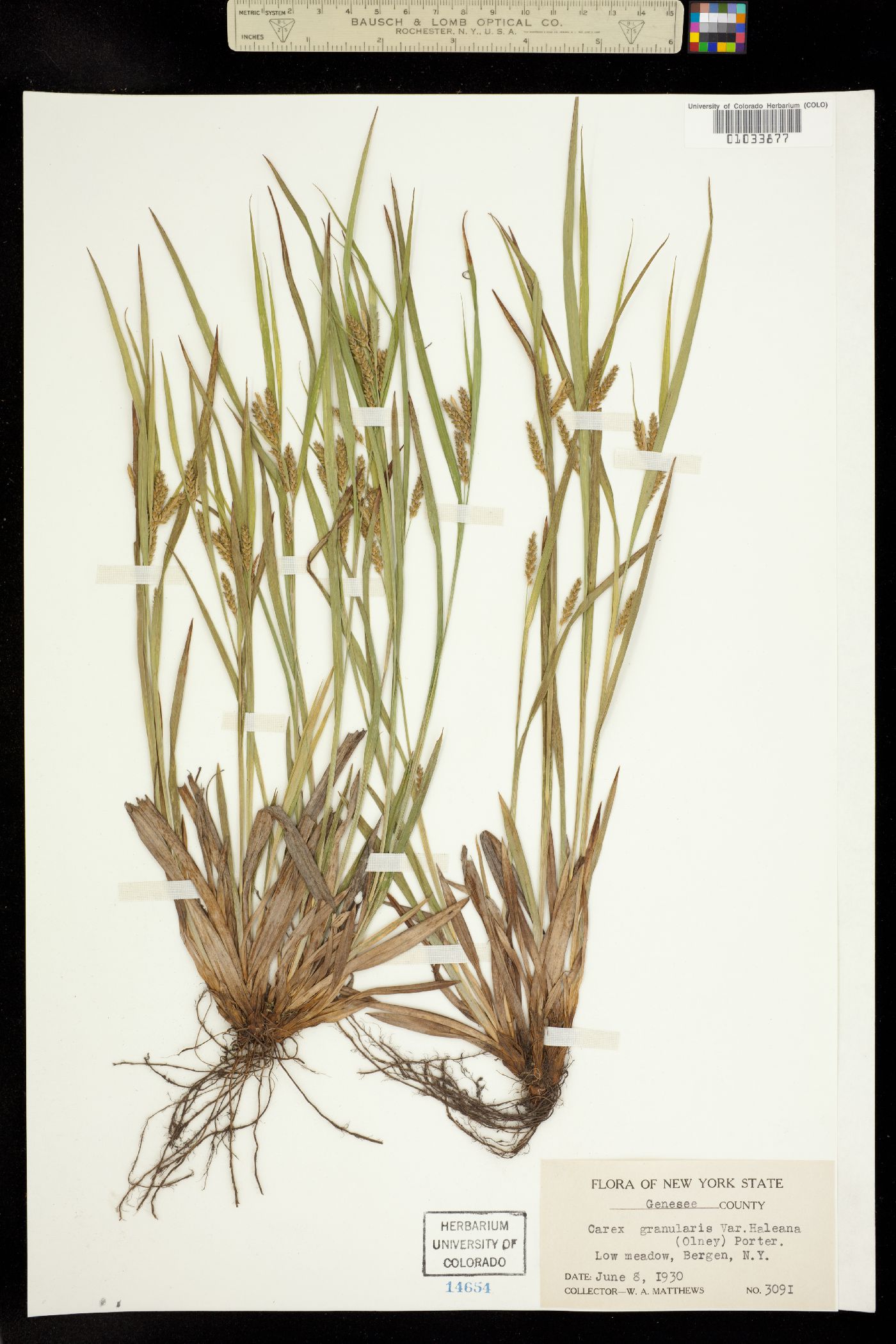 Carex granularis image