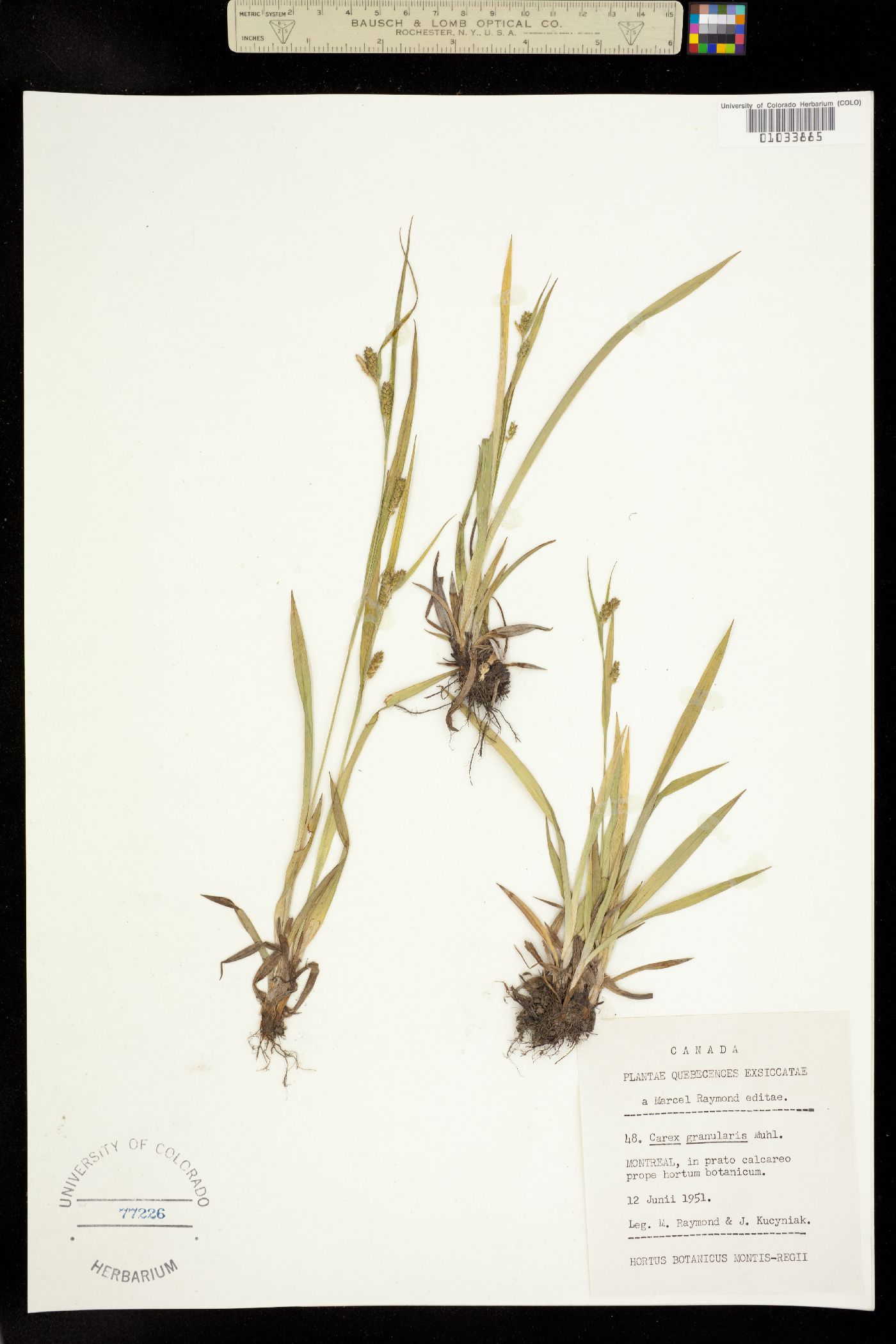 Carex granularis image