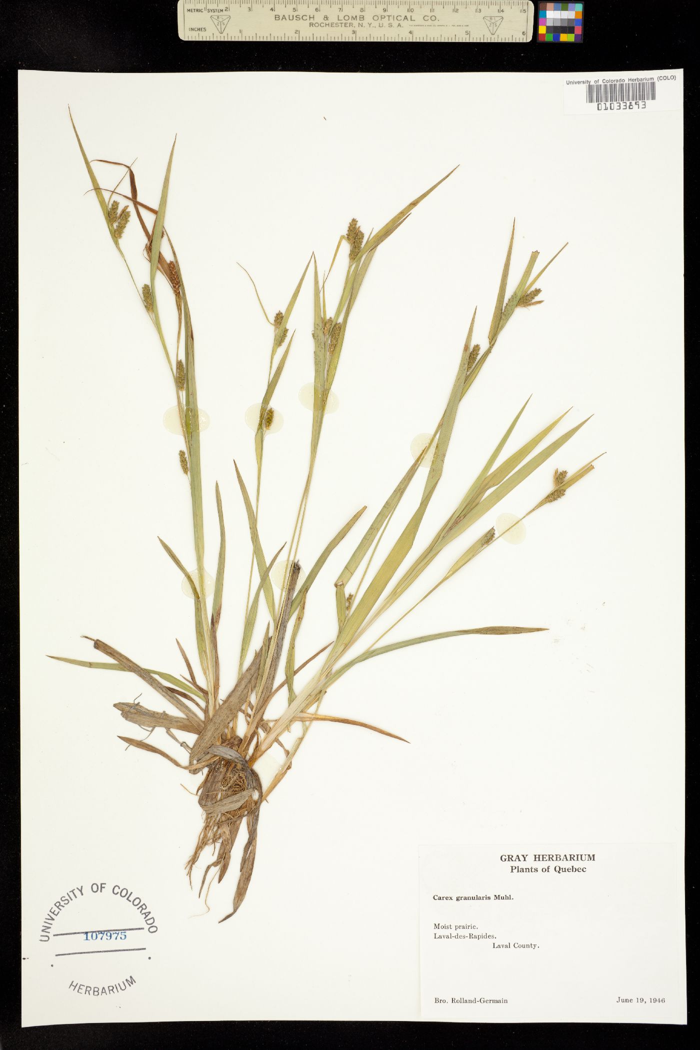 Carex granularis image