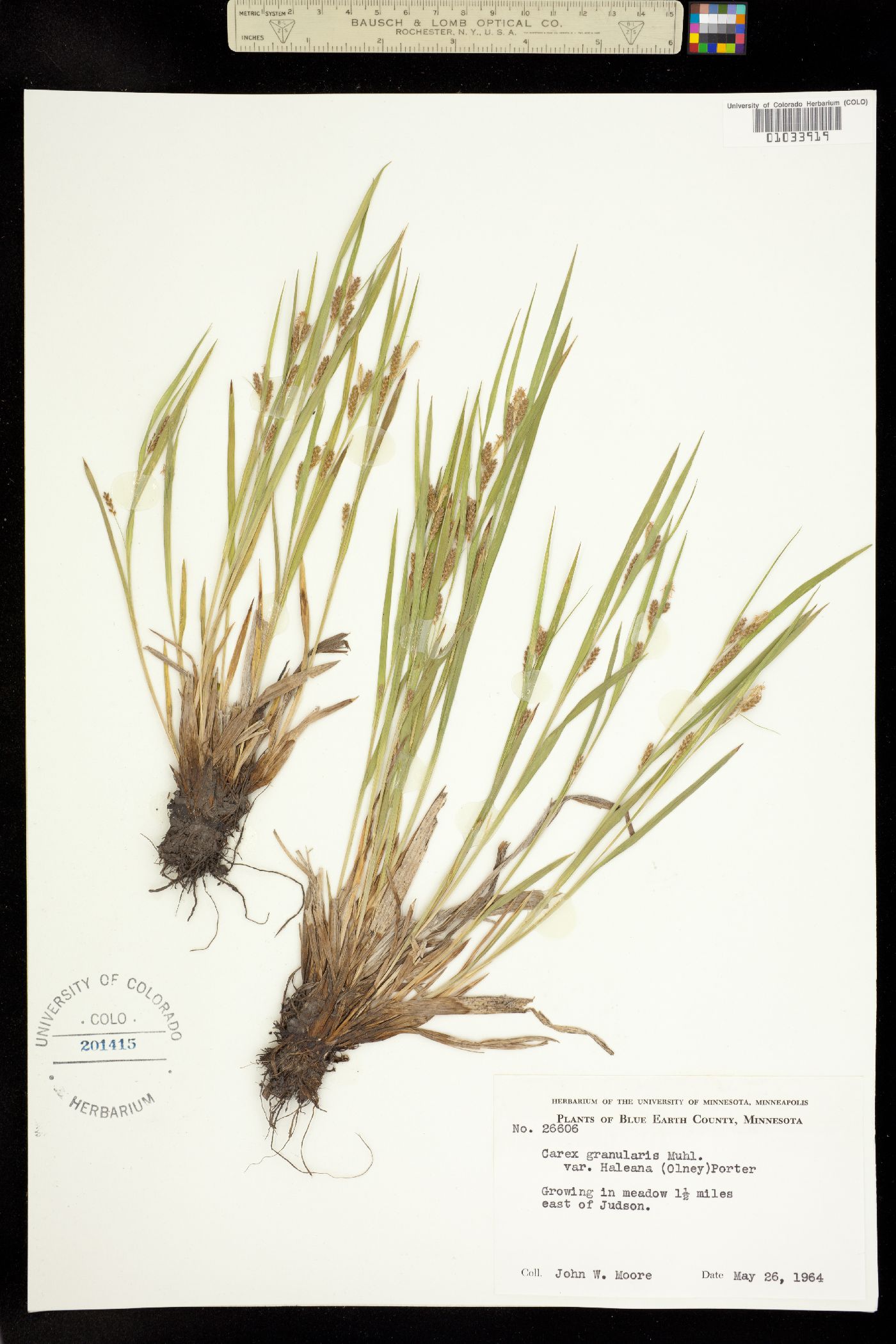 Carex granularis image