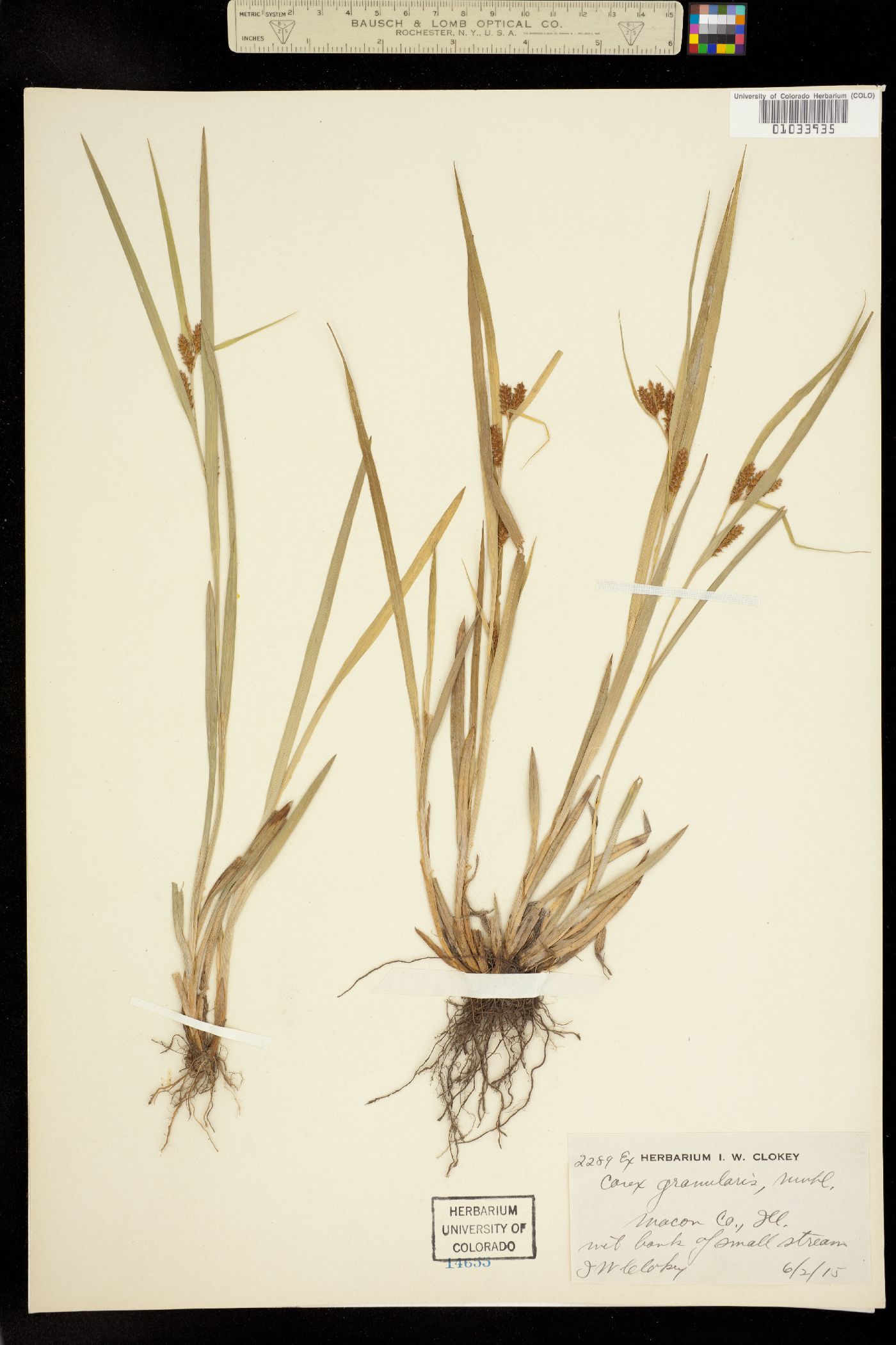 Carex granularis image