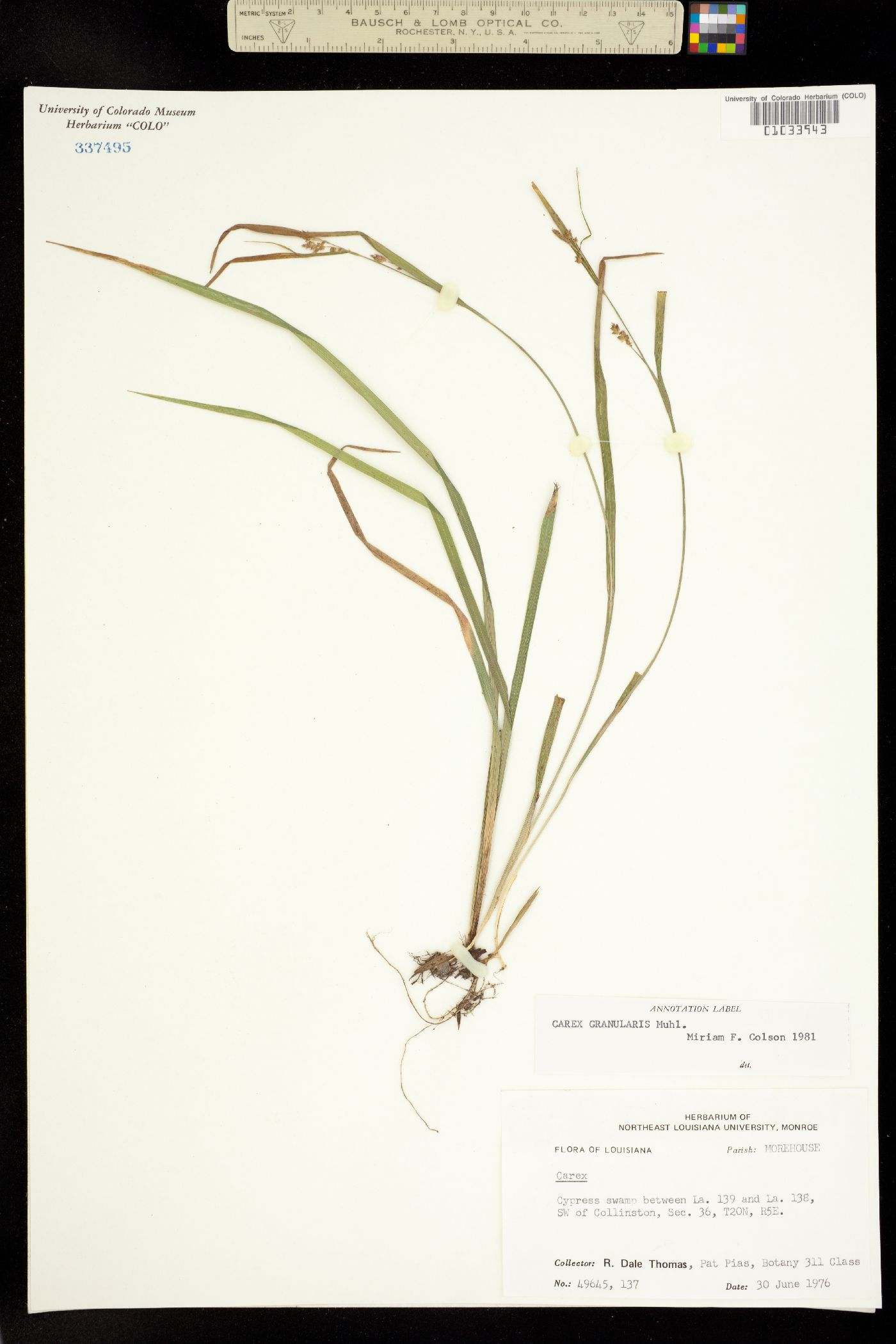 Carex granularis image