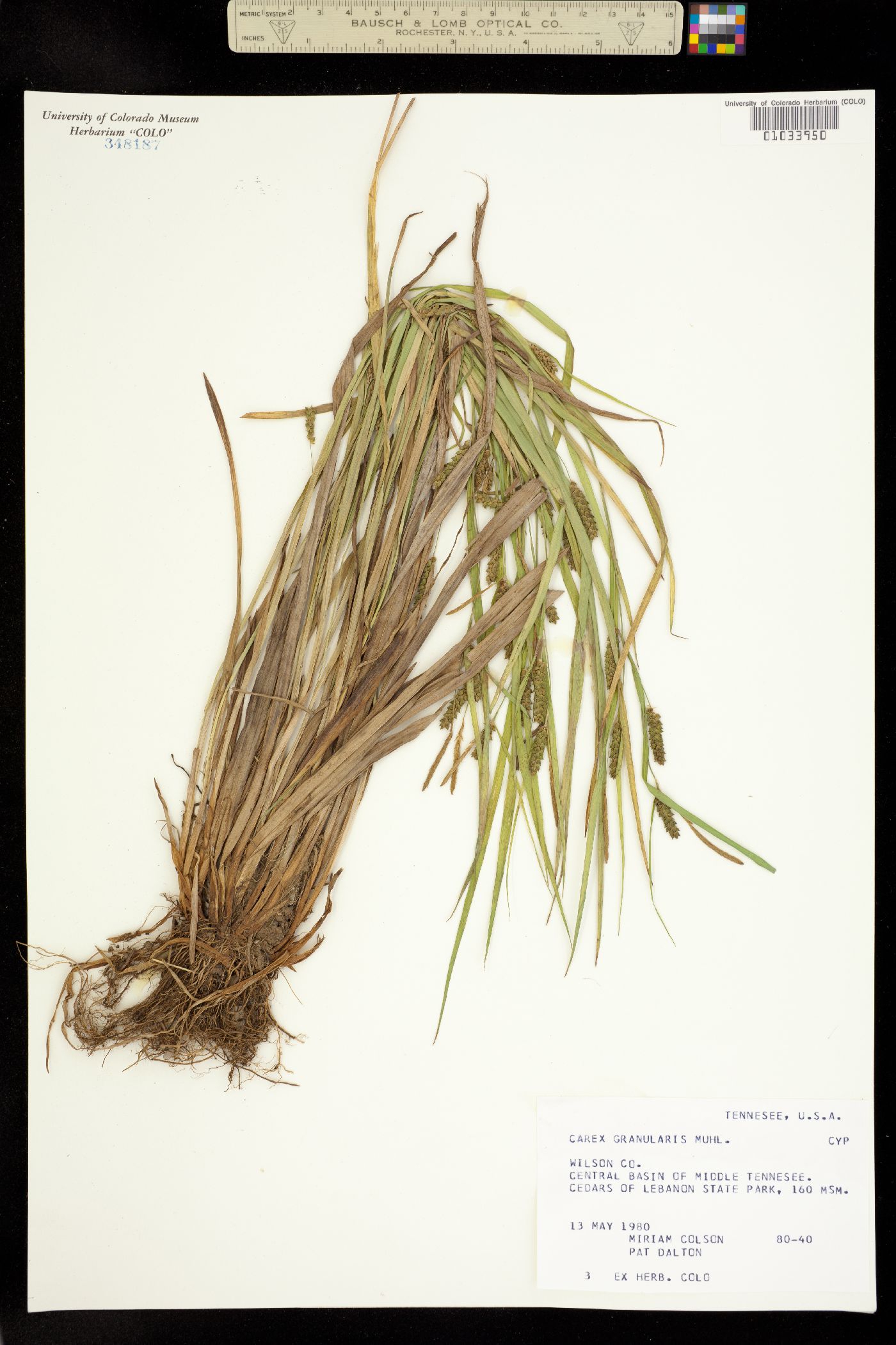 Carex granularis image