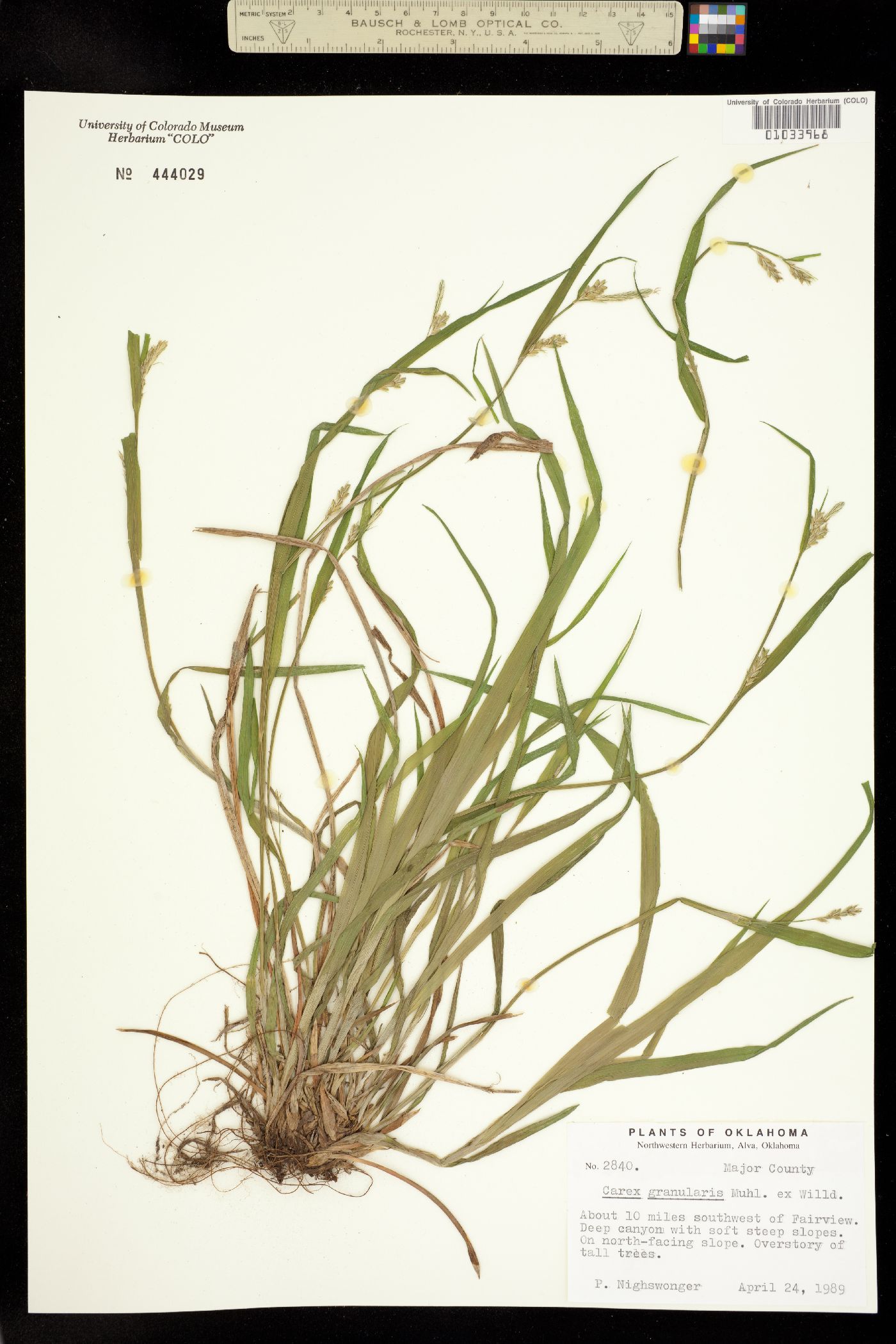 Carex granularis image