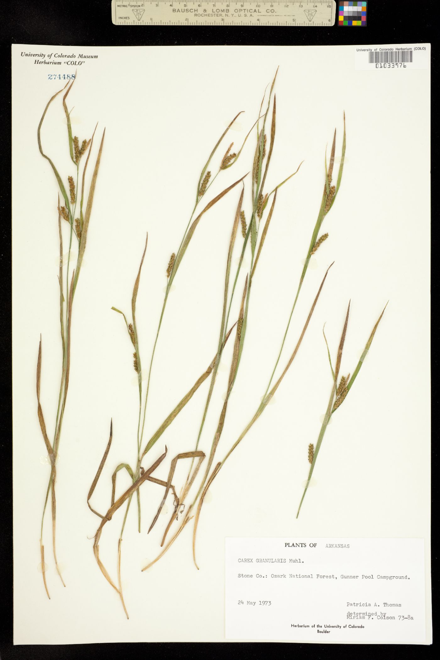 Carex granularis image