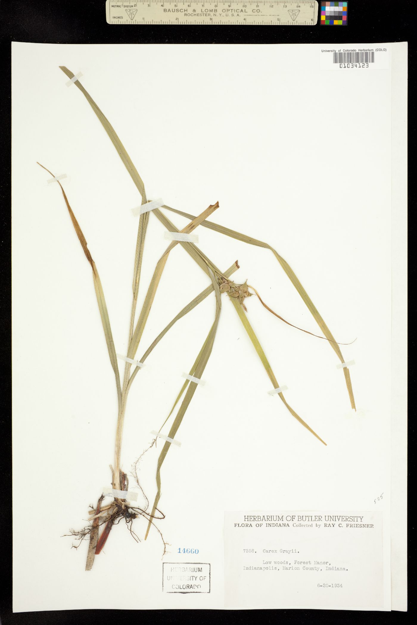 Carex grayi image