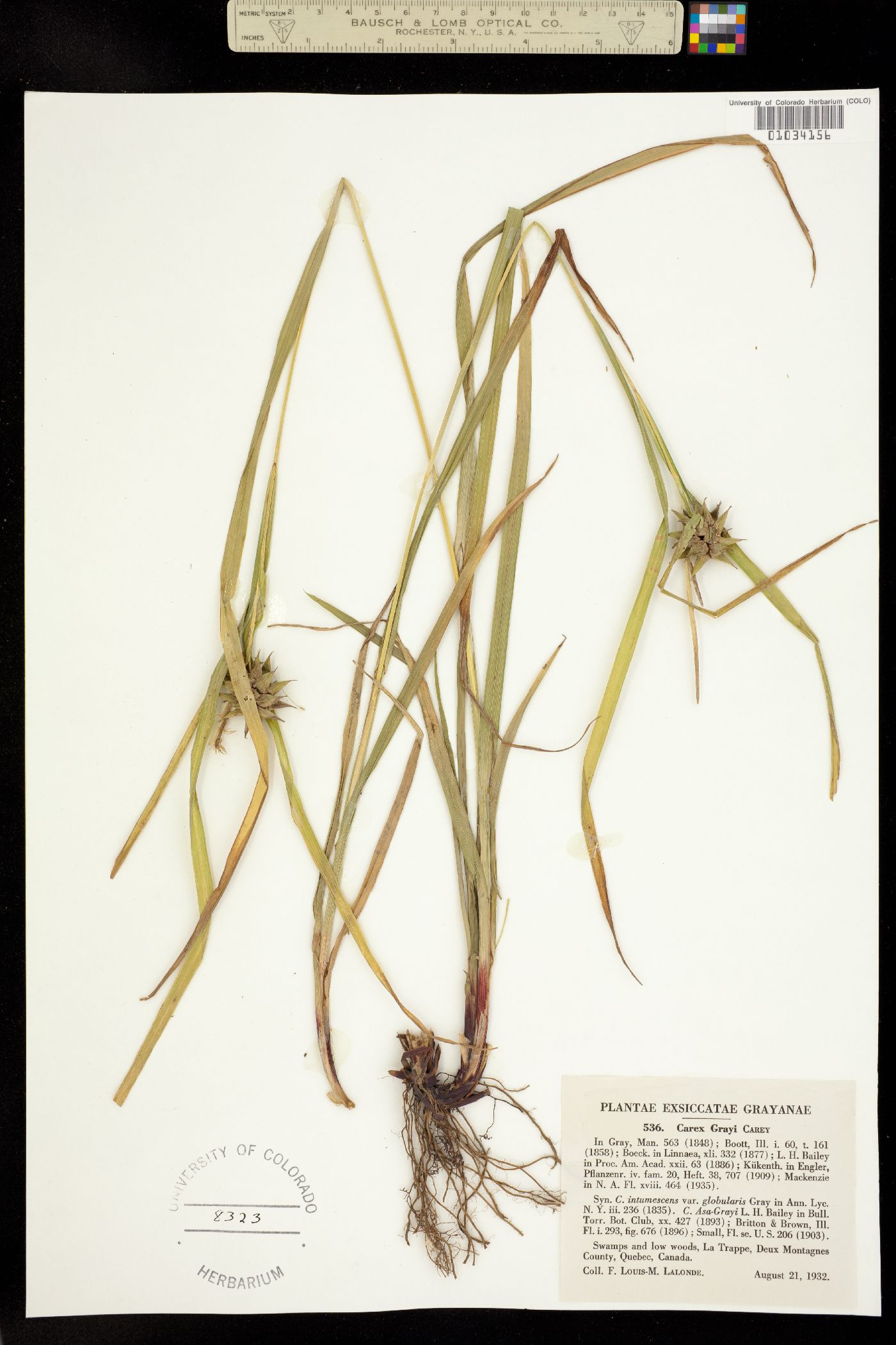 Carex grayi image