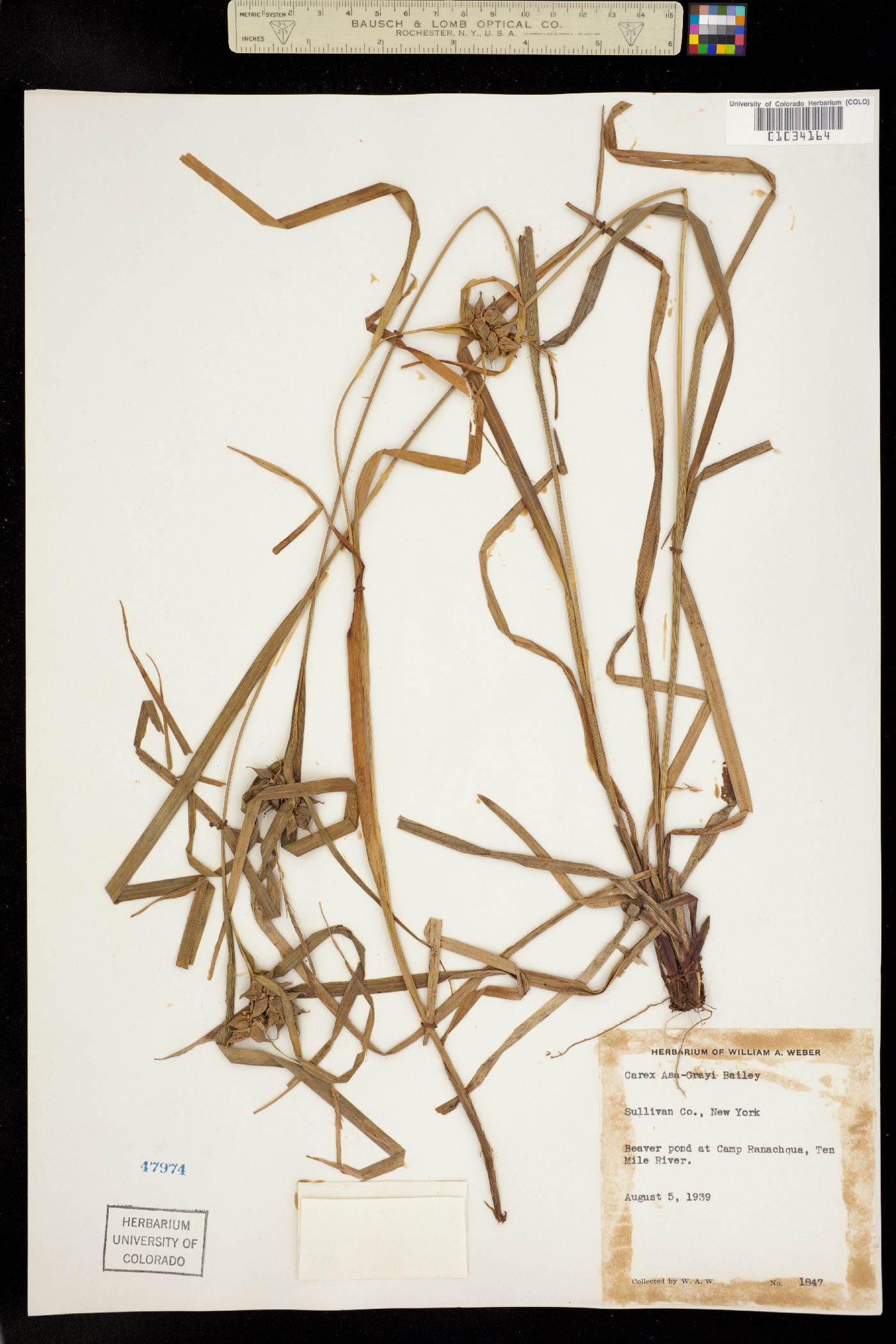 Carex grayi image
