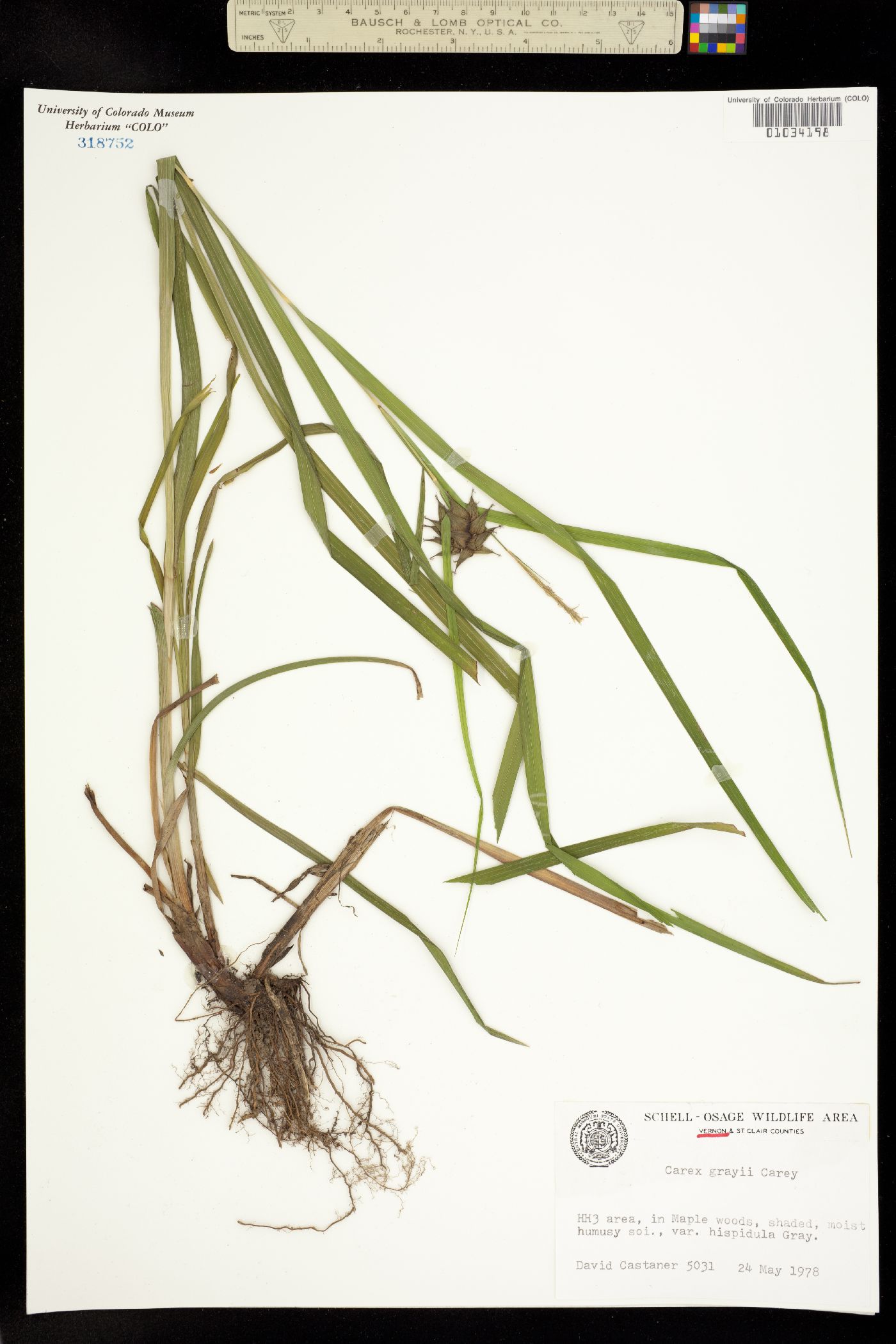 Carex grayi image