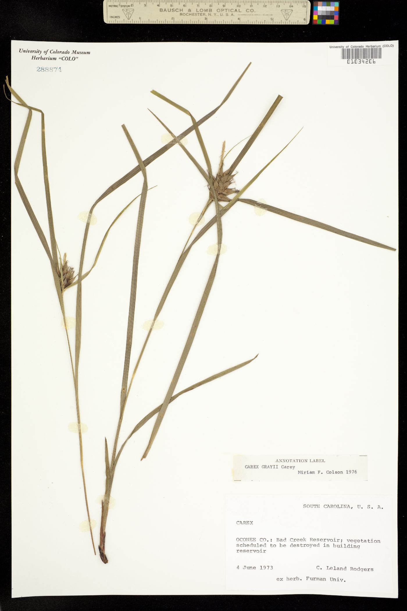 Carex grayi image