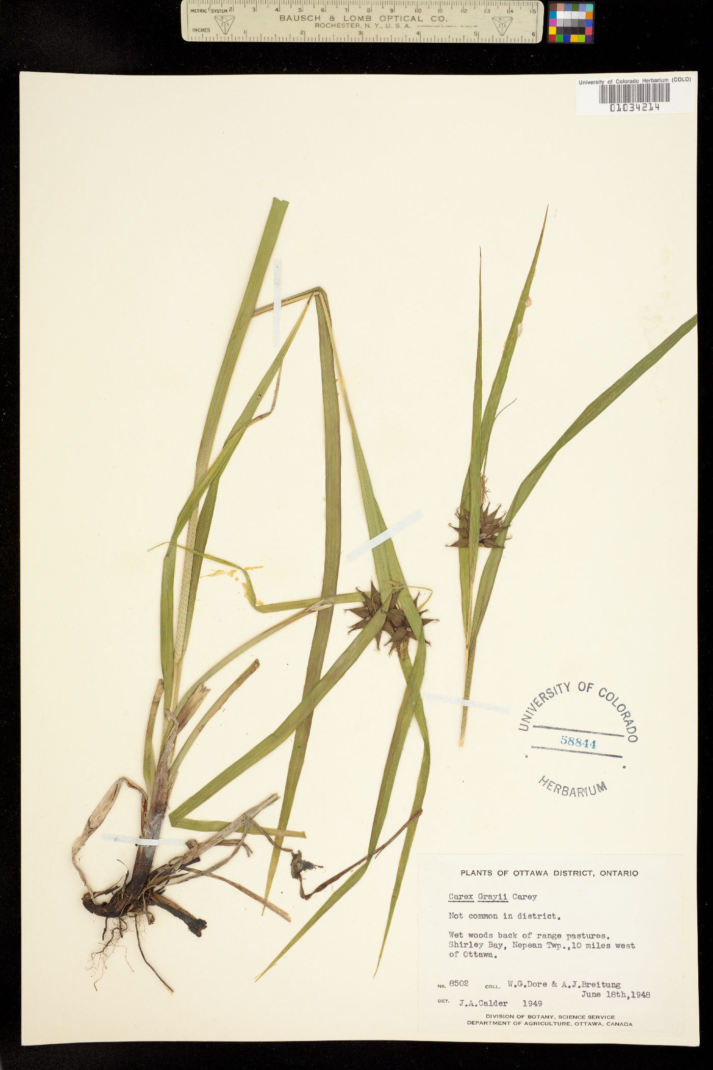 Carex grayi image