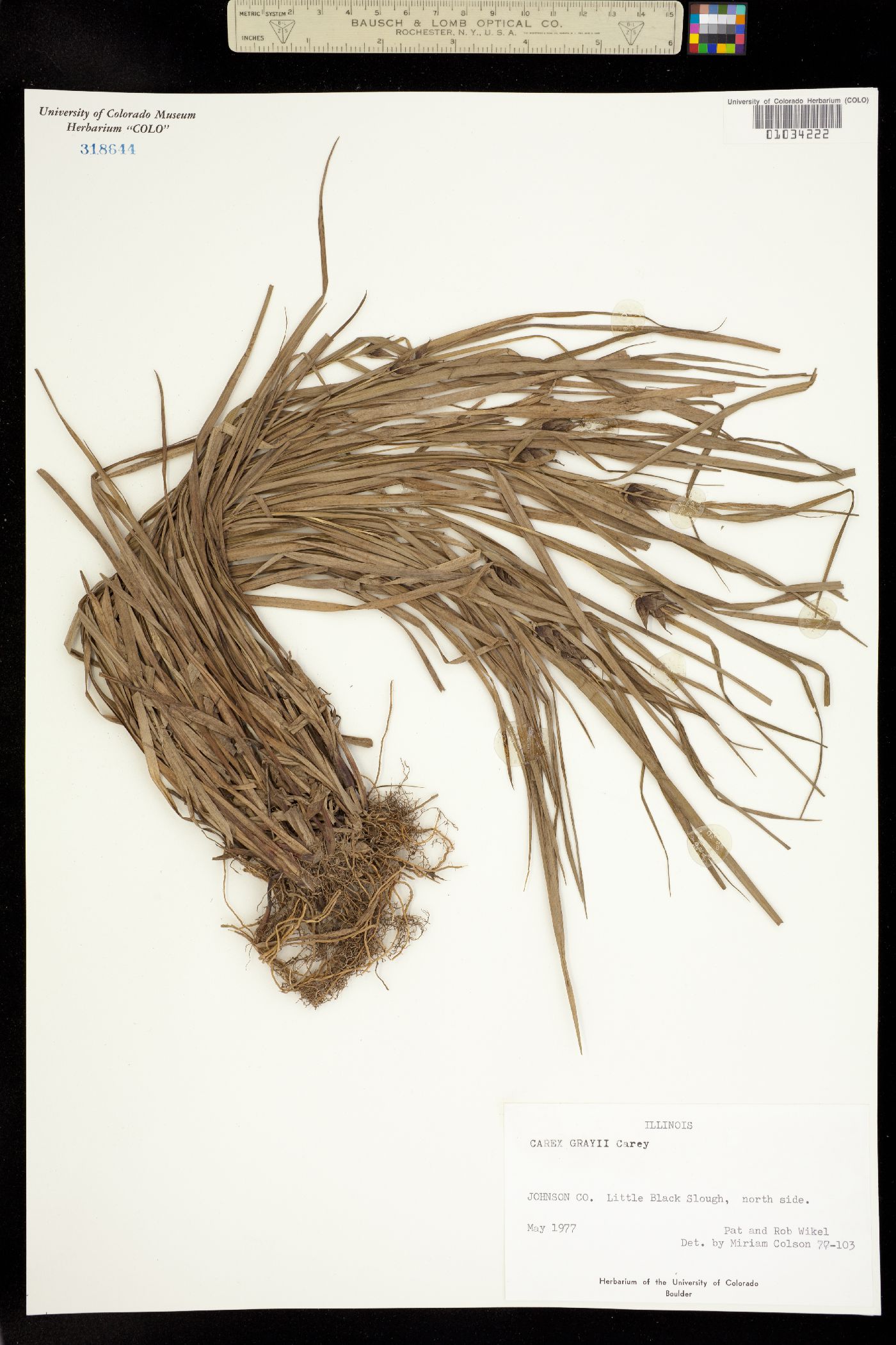 Carex grayi image