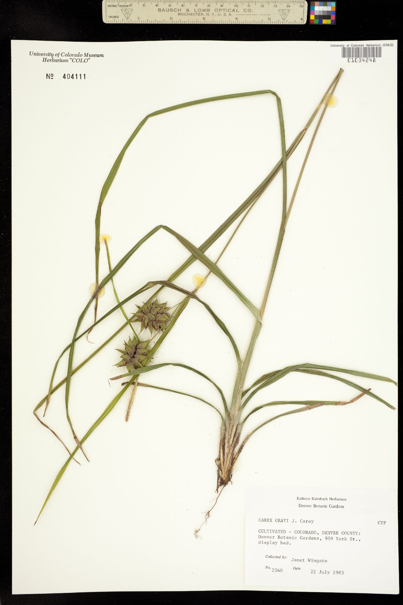 Carex grayi image