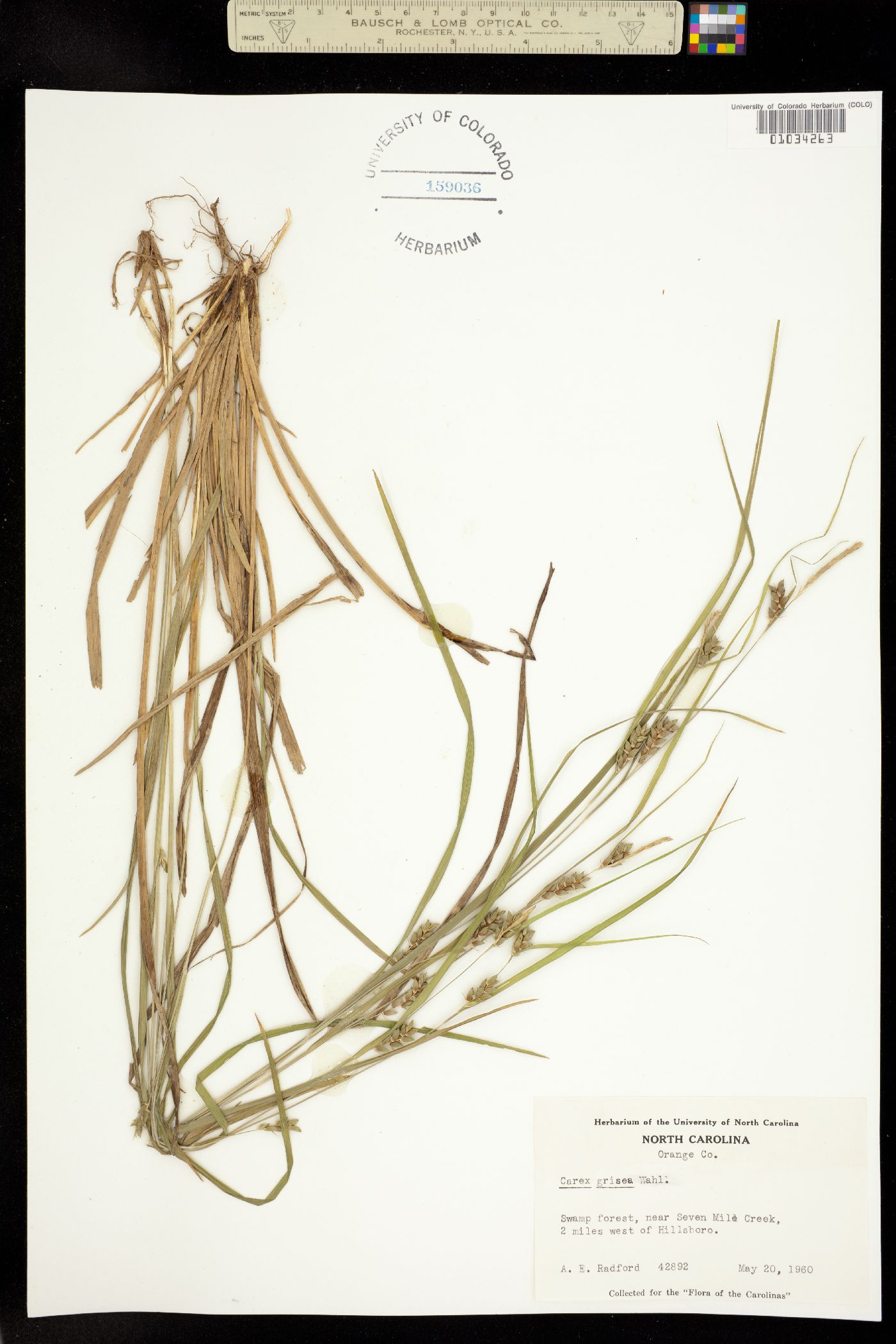 Carex grisea image
