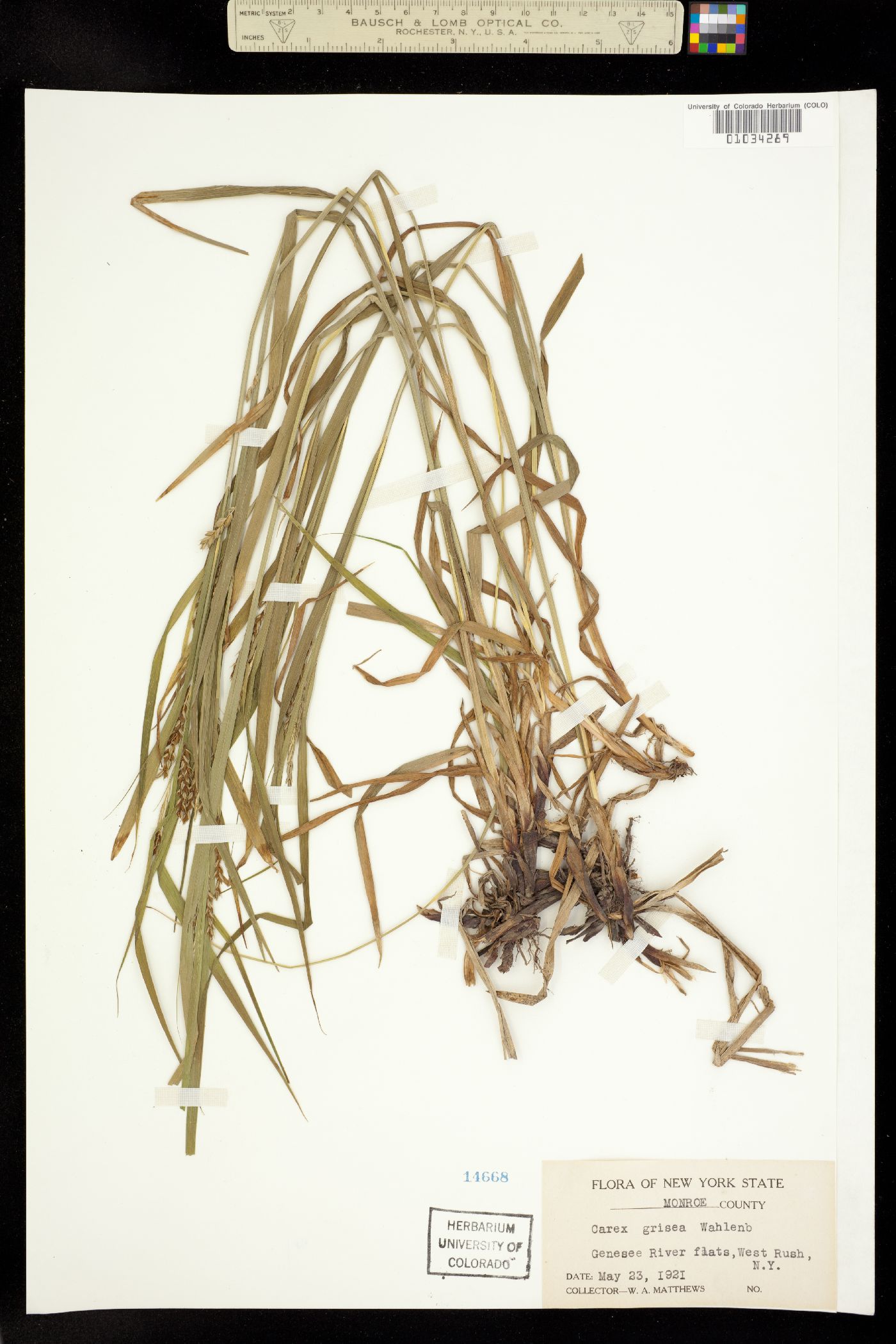 Carex grisea image