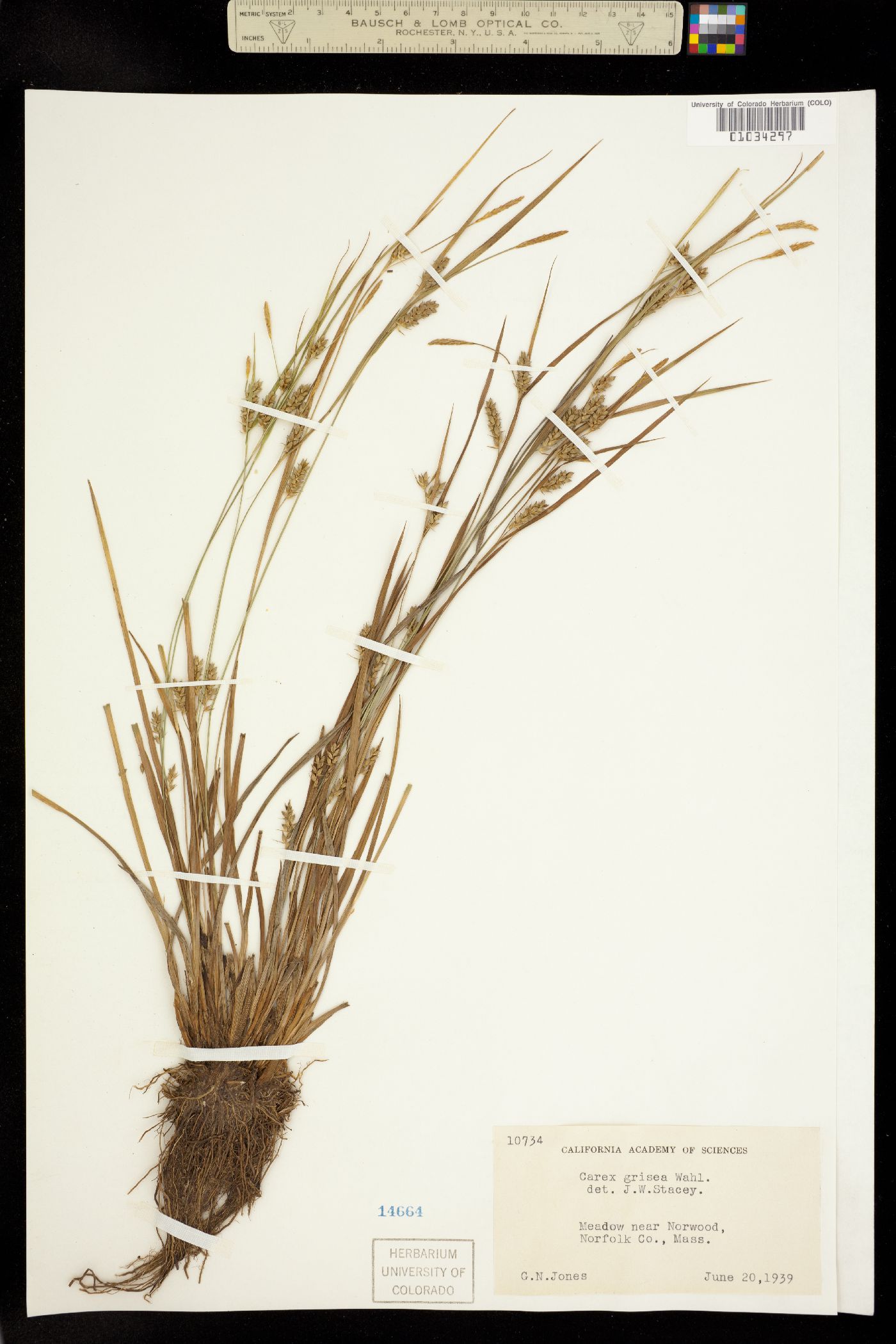 Carex grisea image