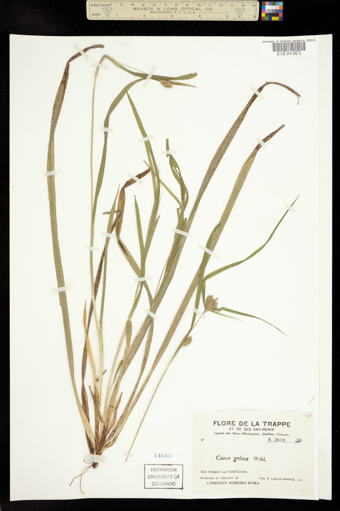 Carex grisea image