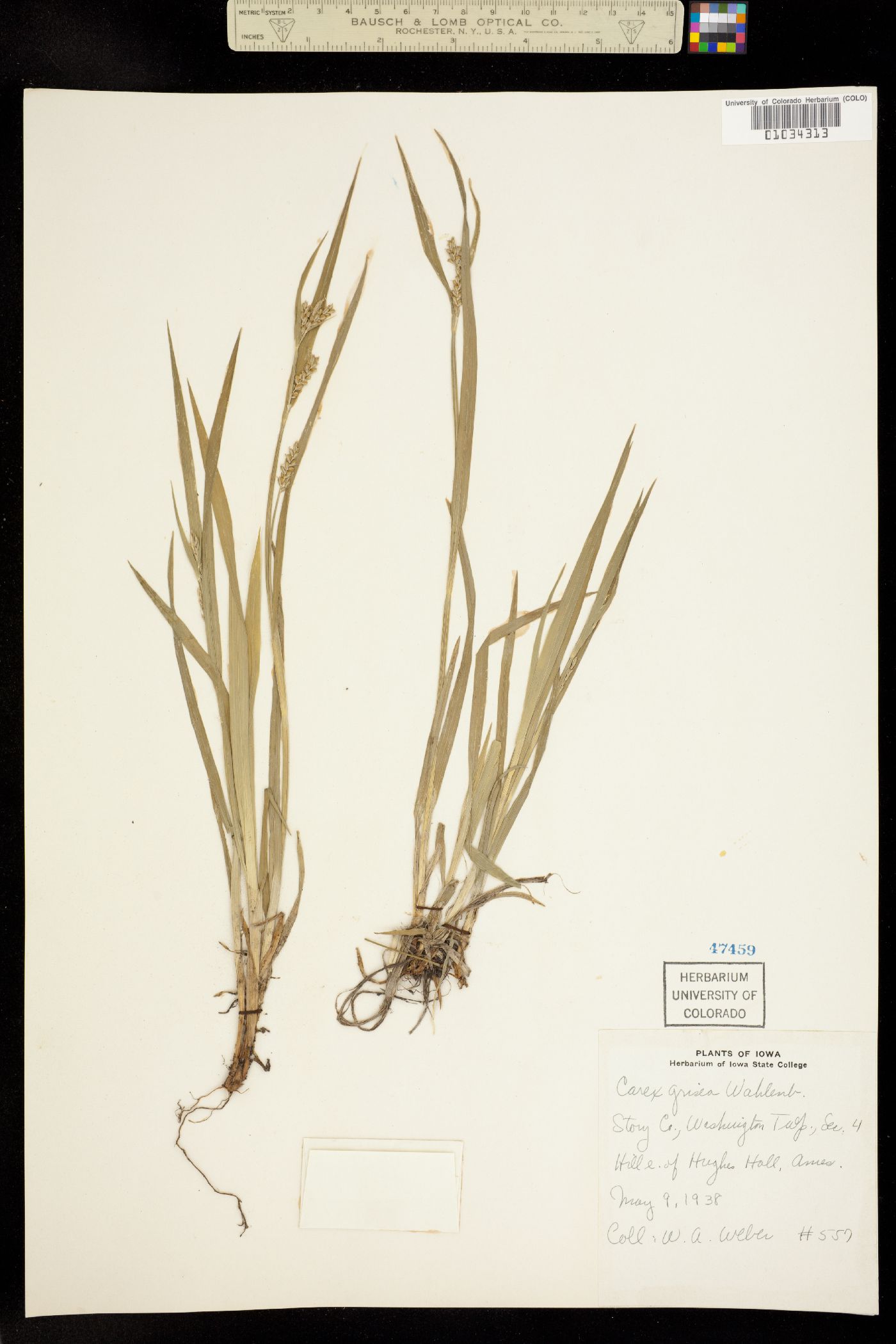 Carex grisea image