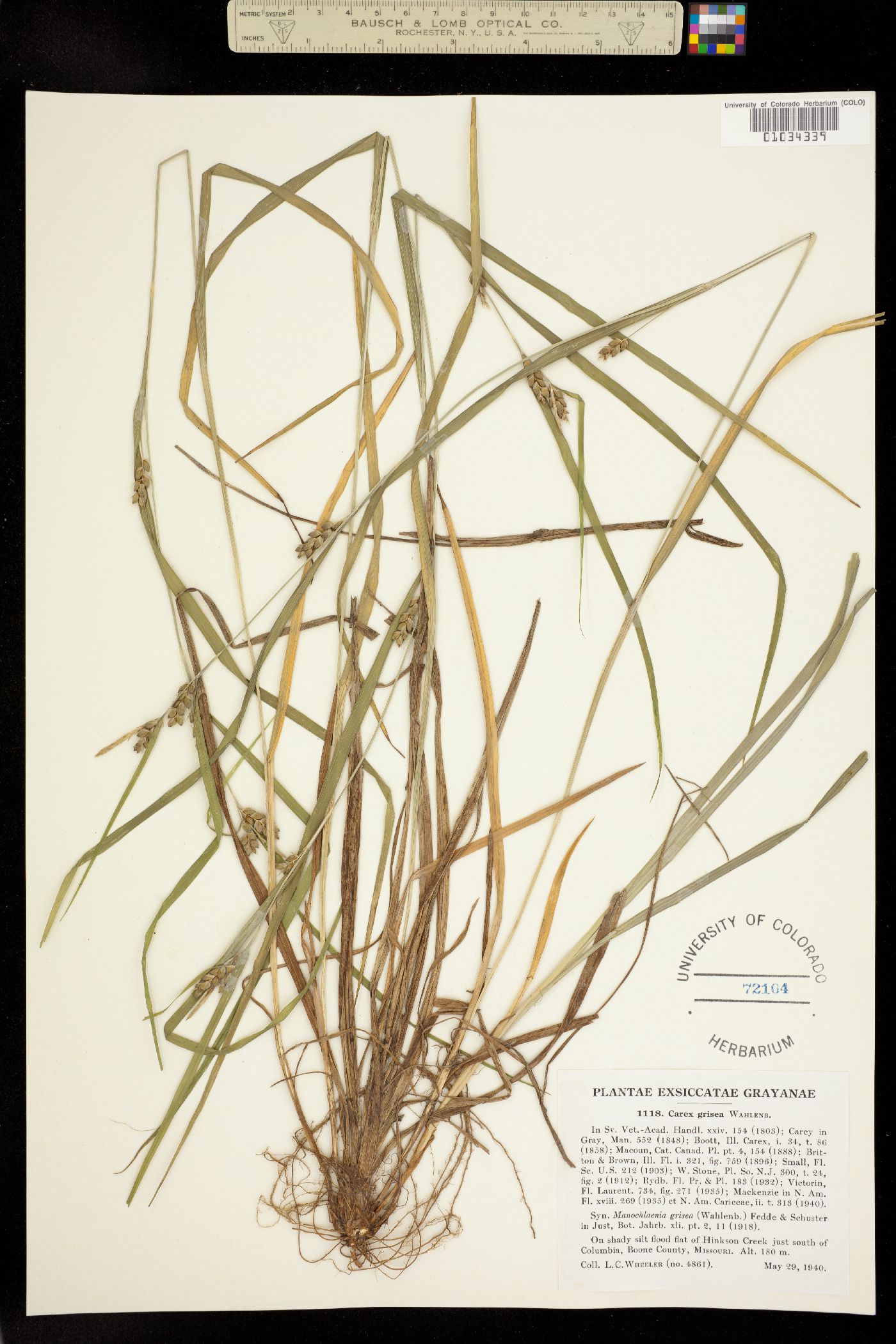 Carex grisea image