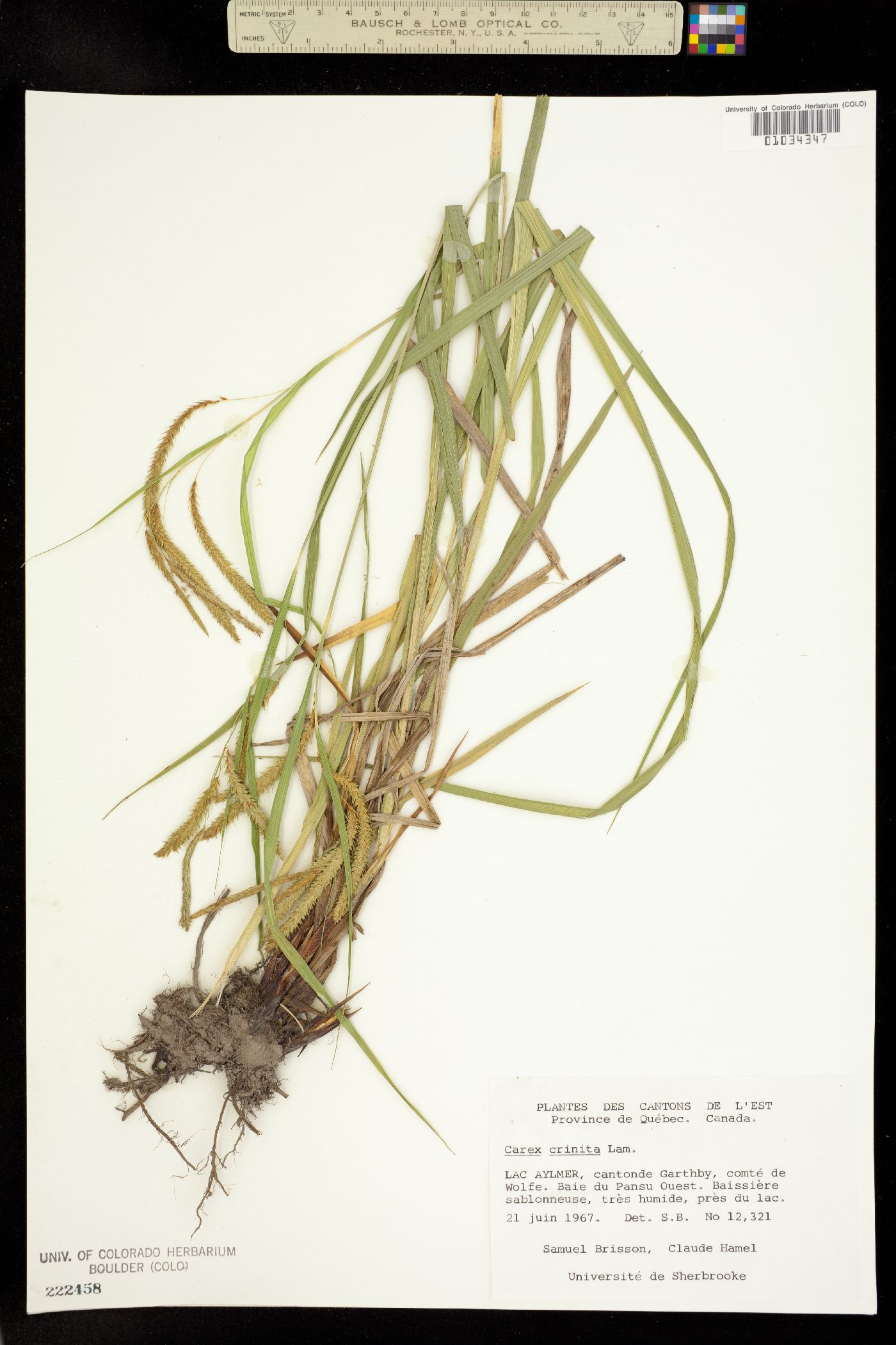 Carex gynandra image