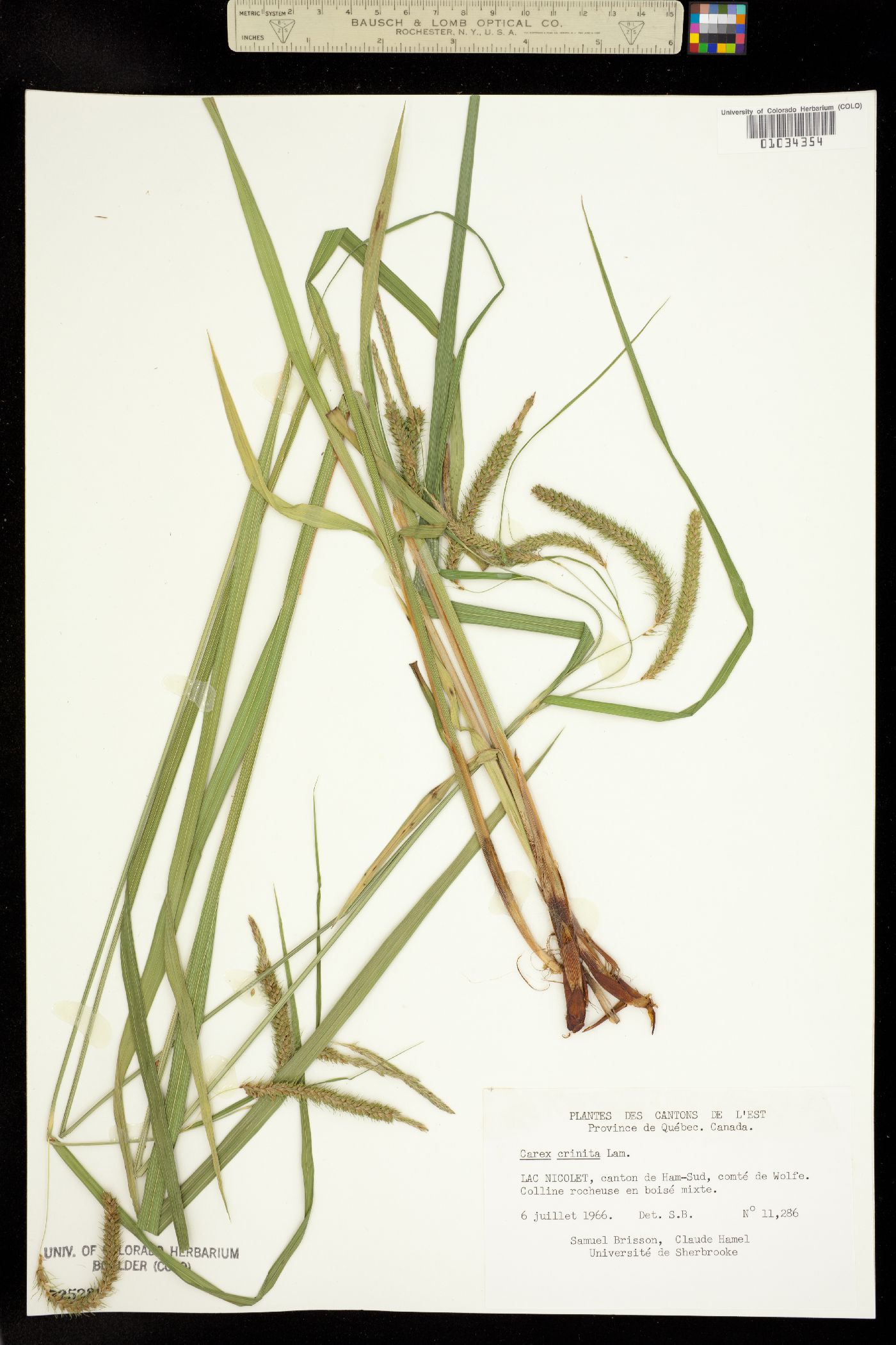 Carex gynandra image