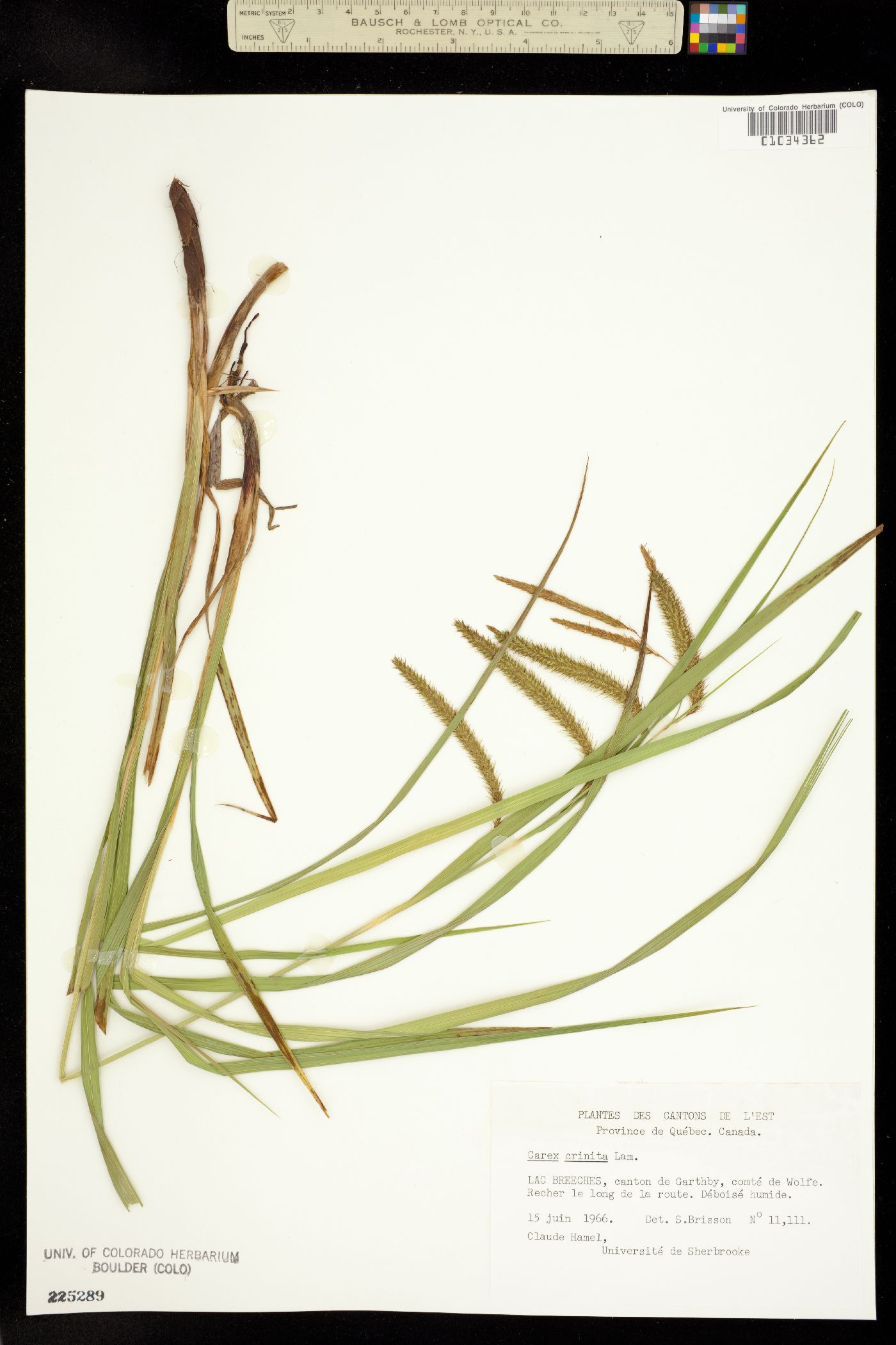 Carex gynandra image