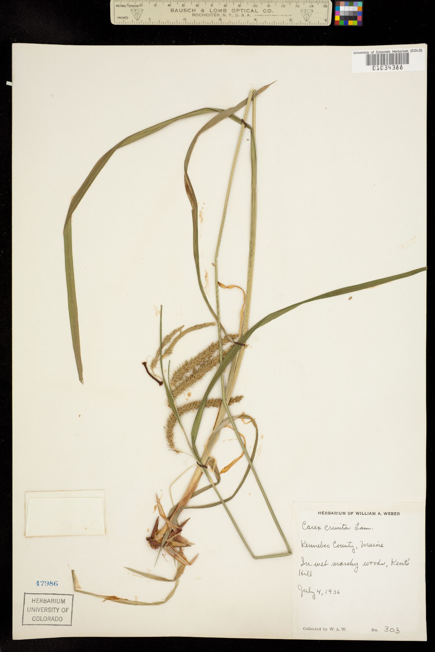 Carex gynandra image