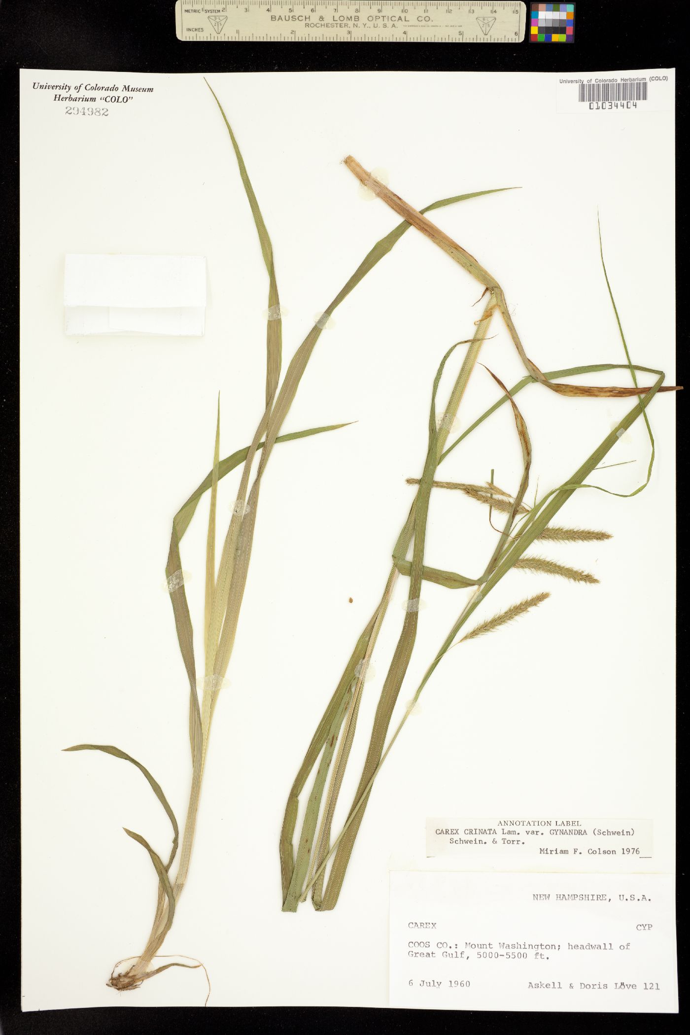 Carex gynandra image