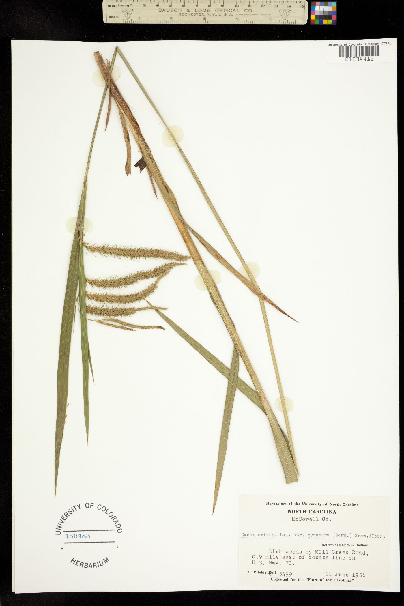 Carex gynandra image
