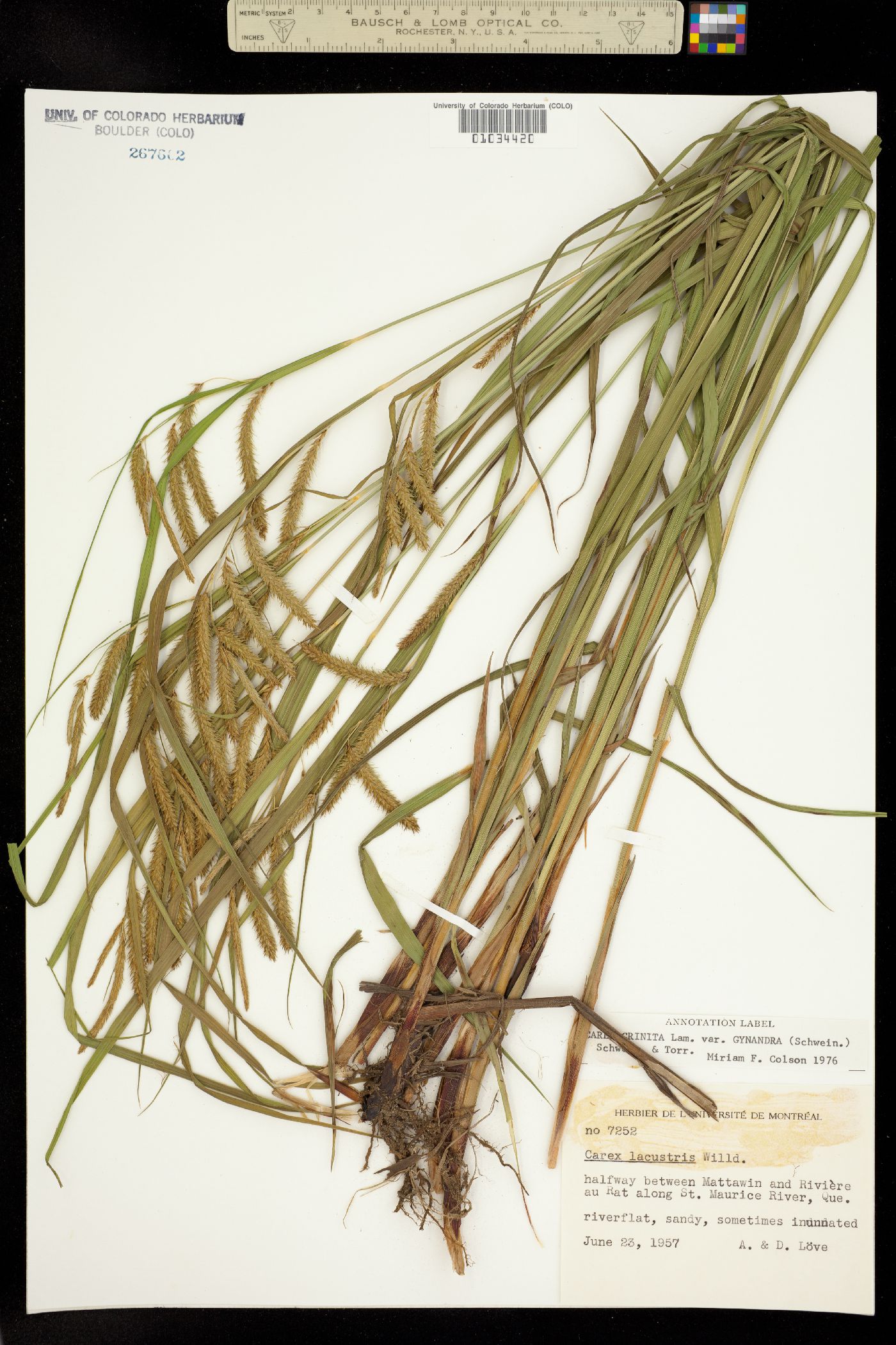 Carex gynandra image