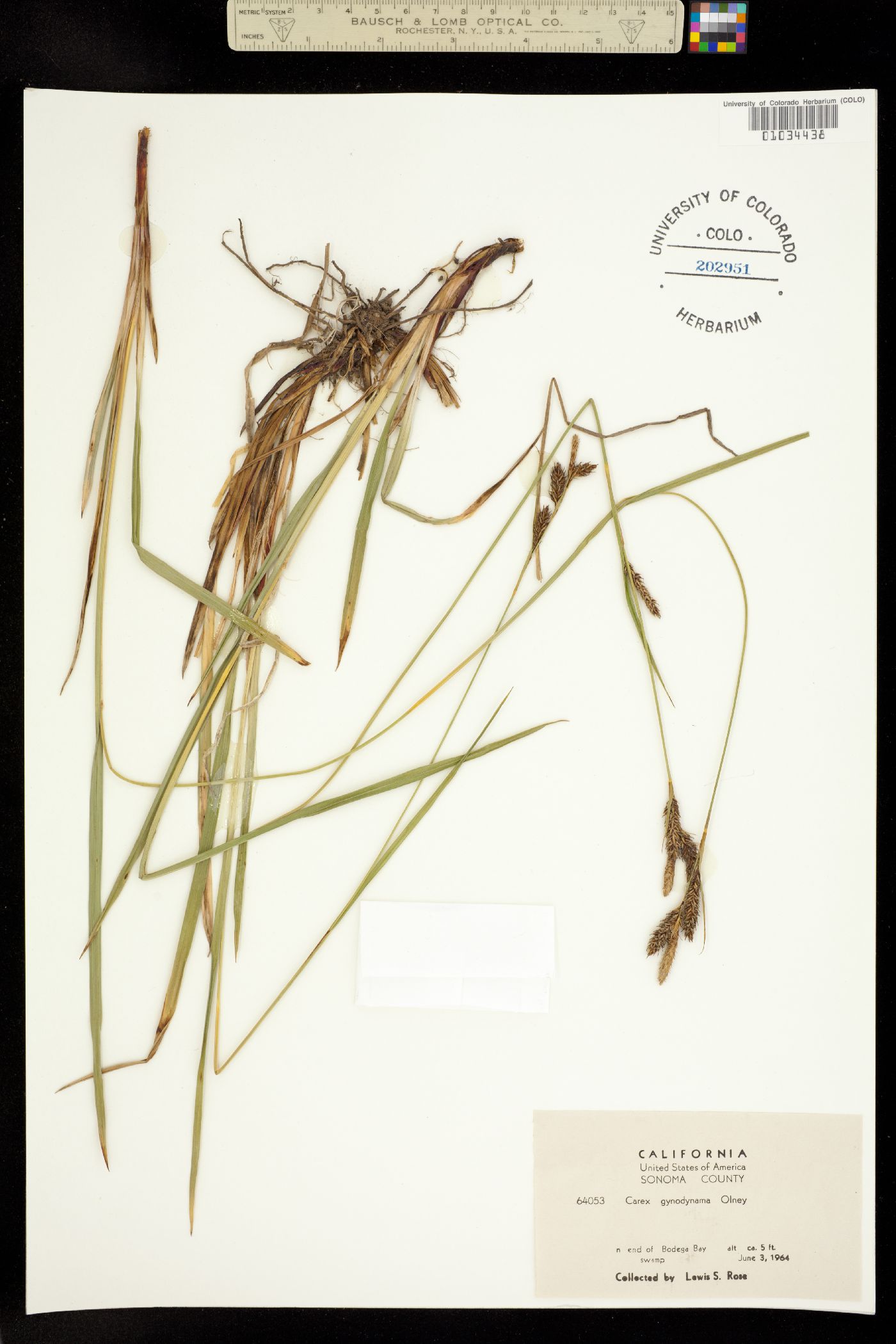 Carex gynodynama image