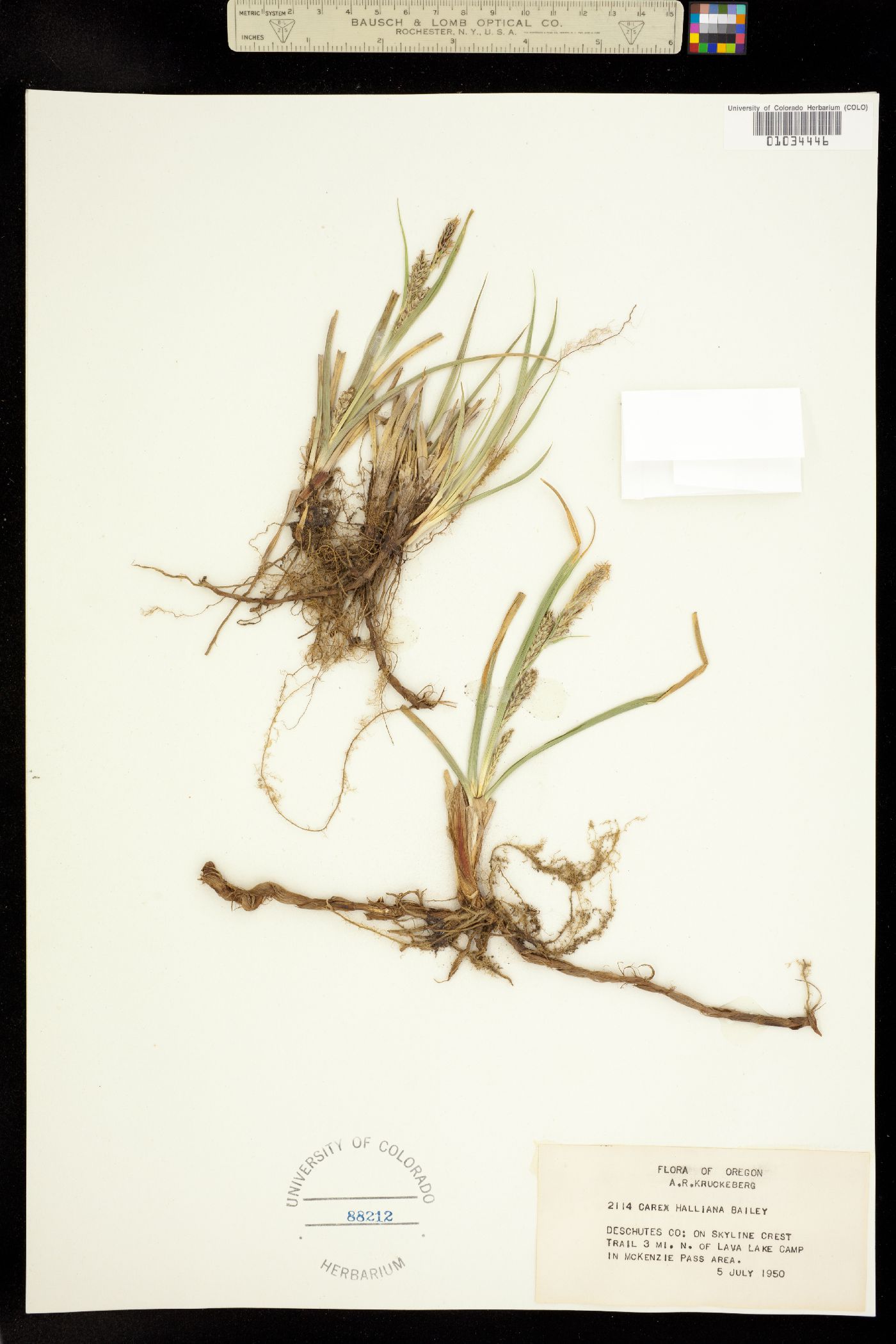 Carex halliana image