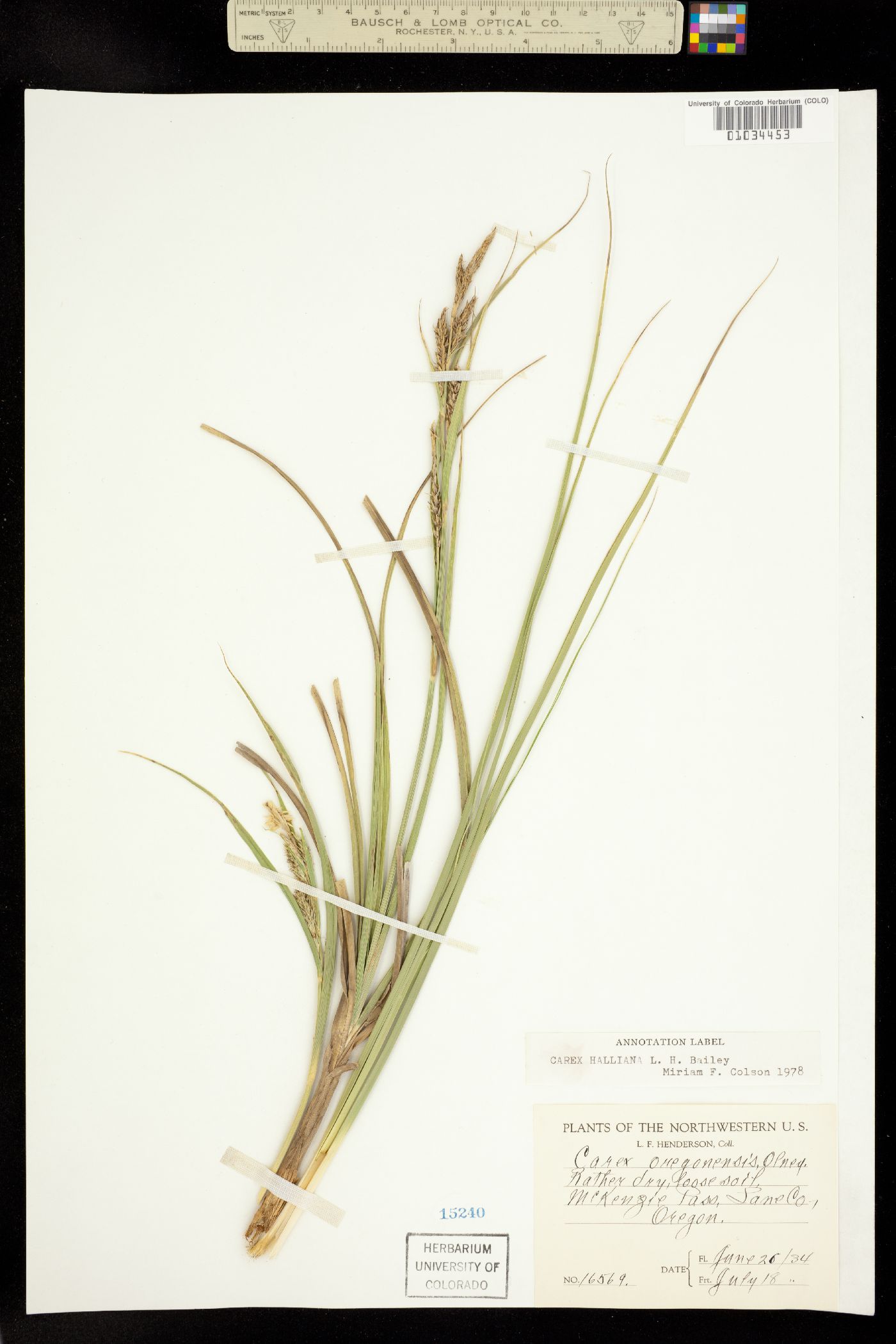 Carex halliana image