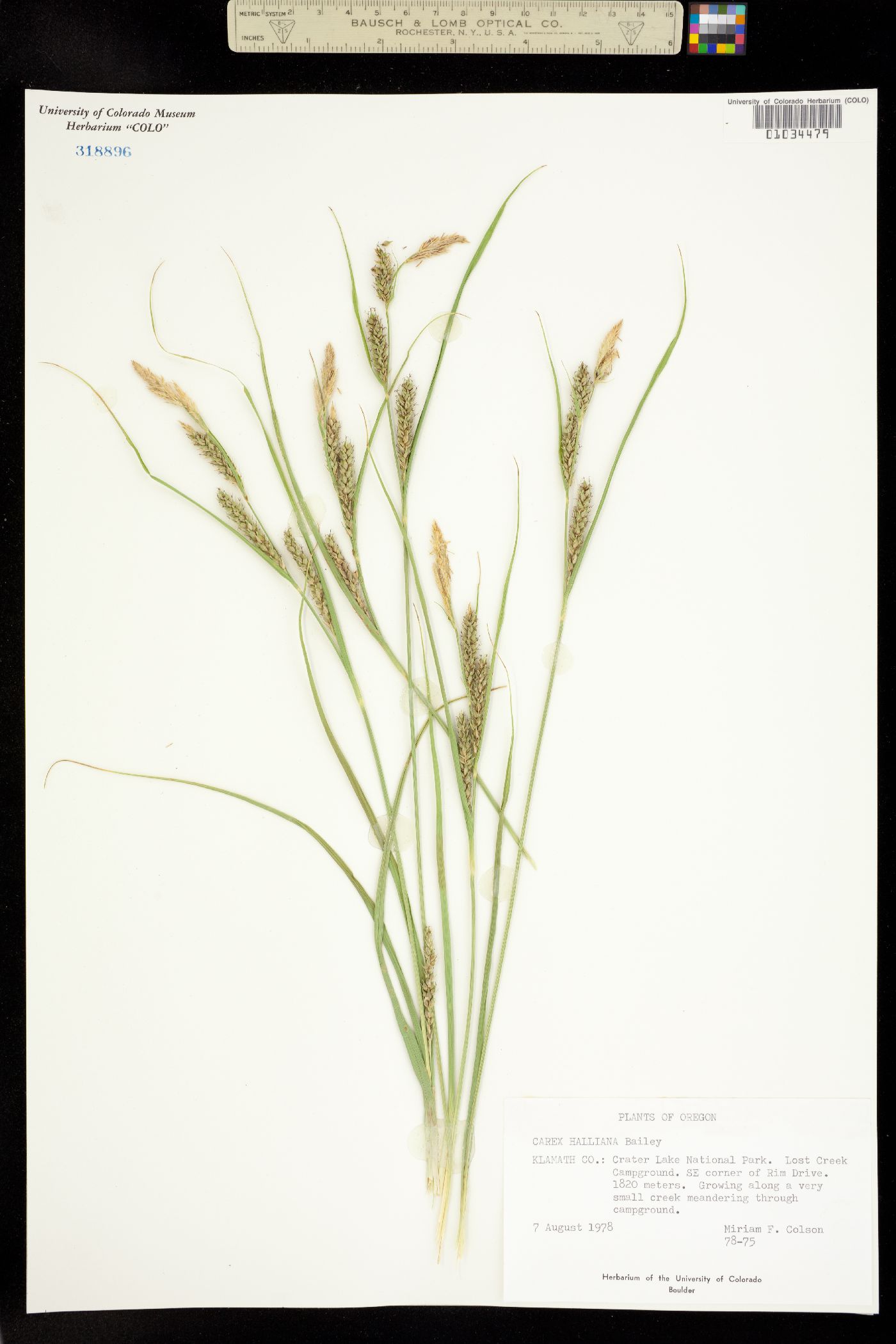 Carex halliana image