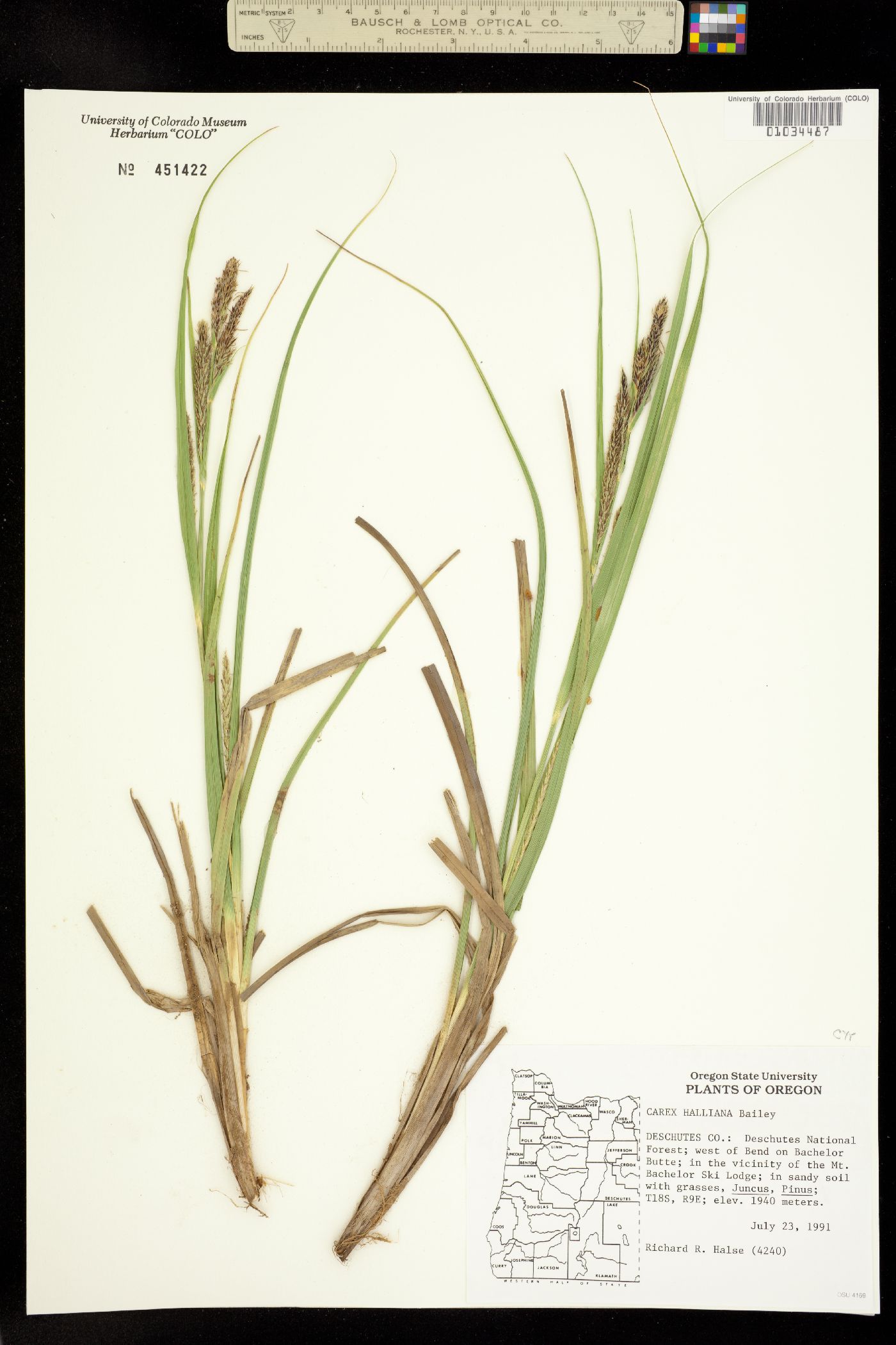 Carex halliana image