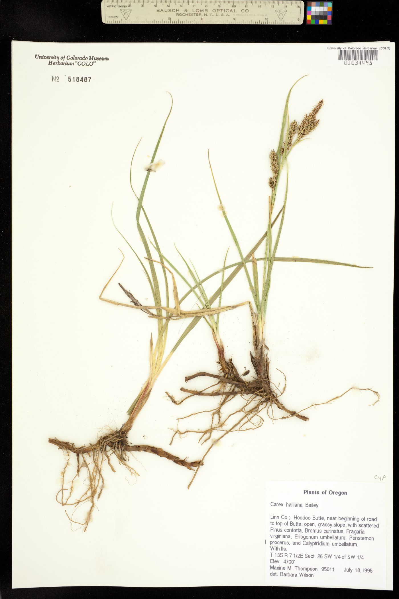 Carex halliana image