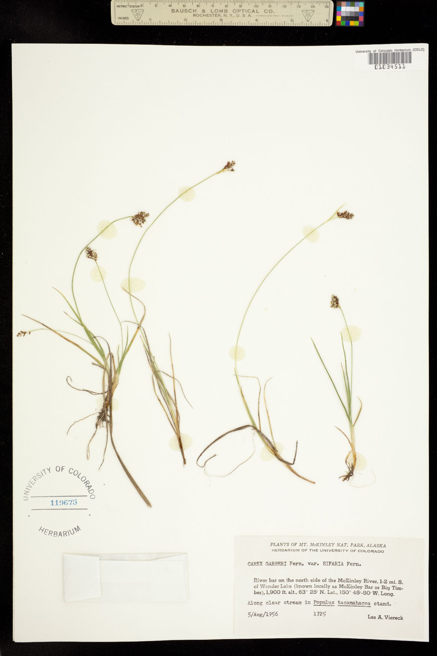 Carex hassei image