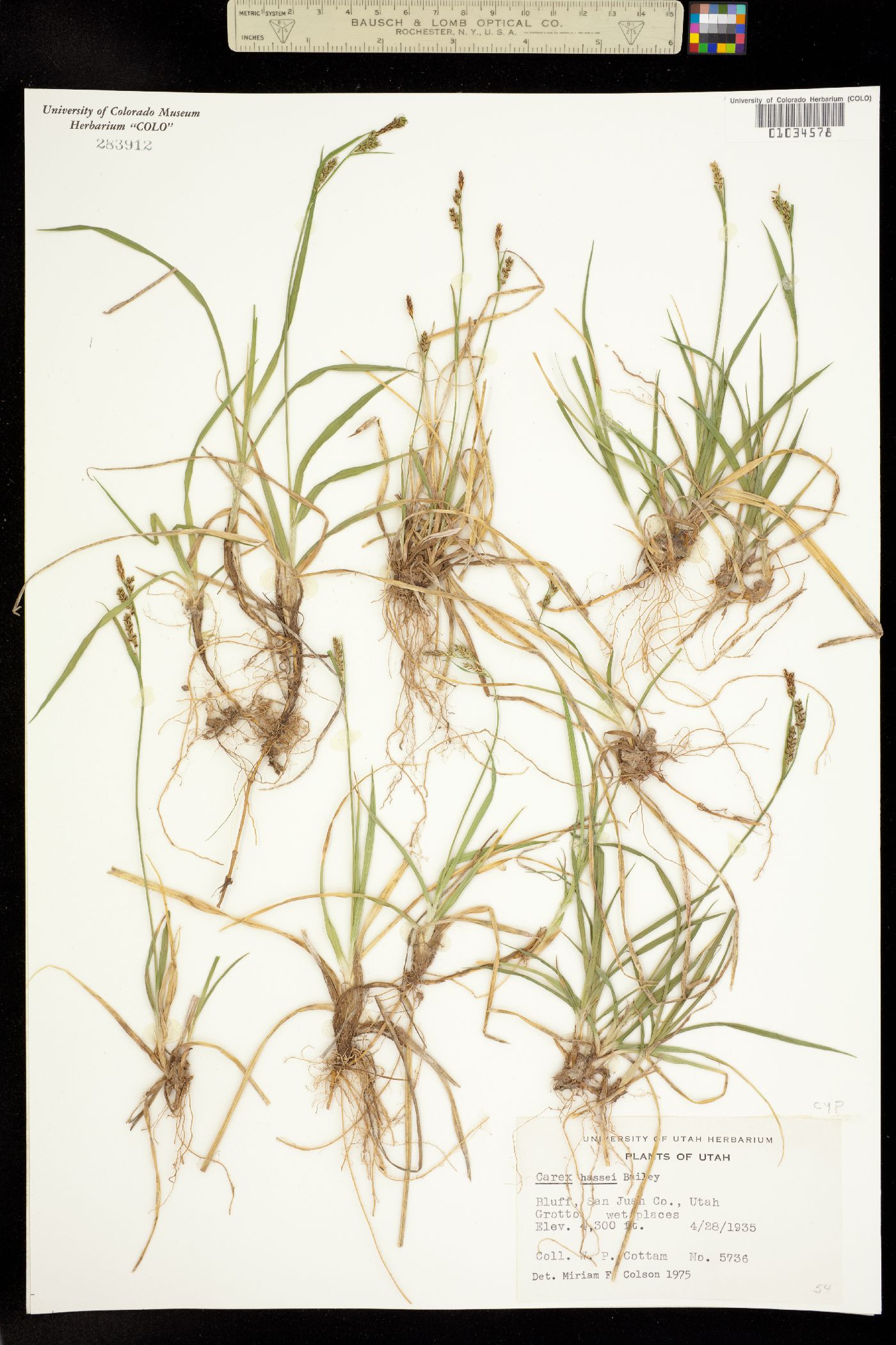 Carex hassei image