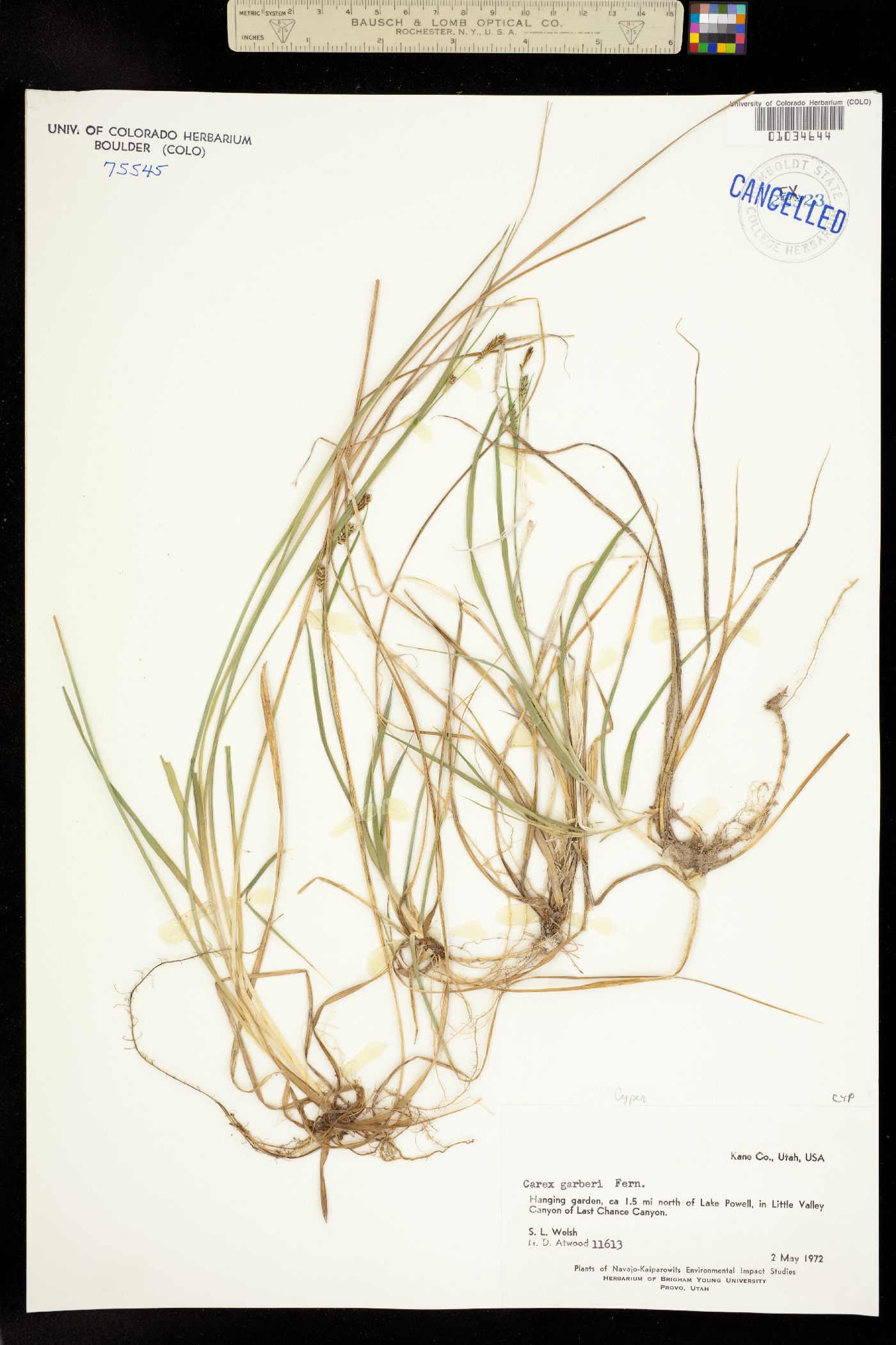 Carex hassei image