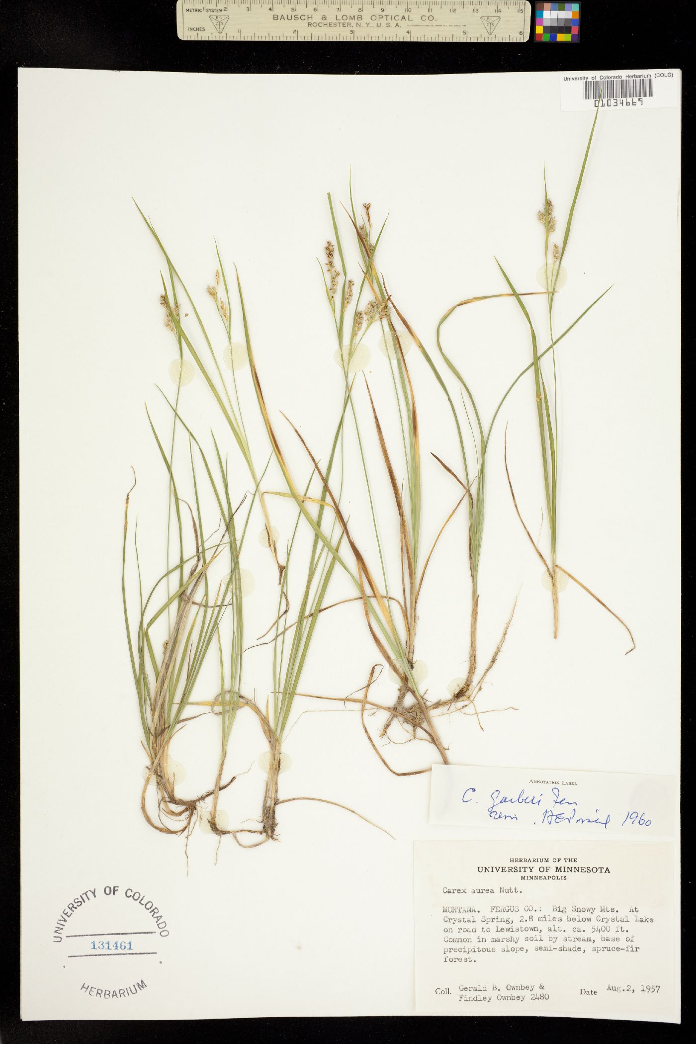 Carex hassei image