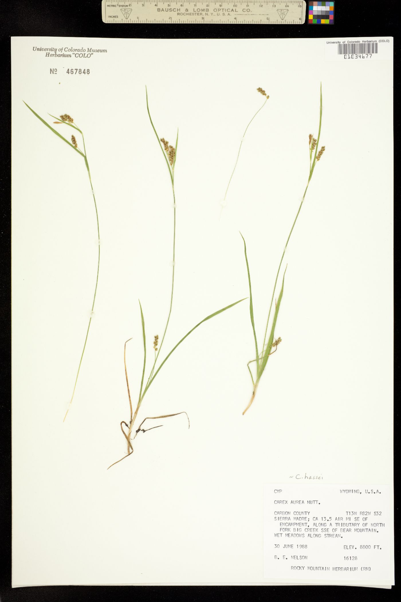 Carex hassei image